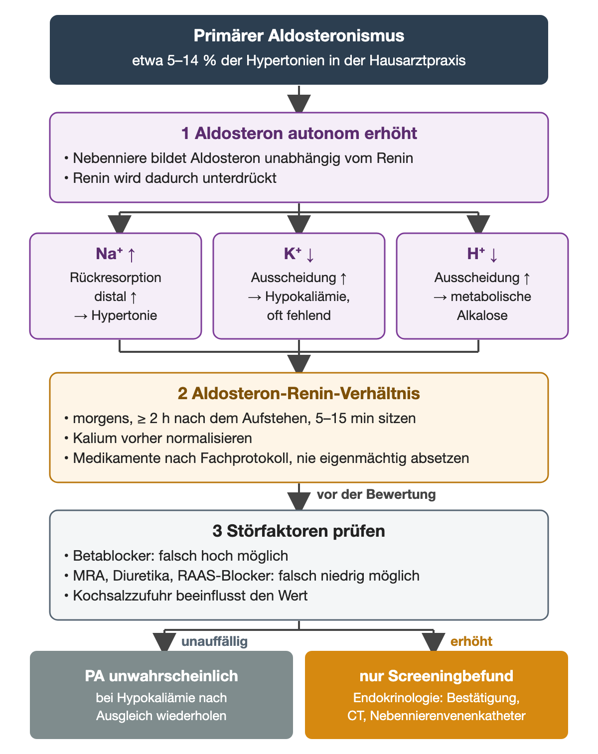 Autonome Aldosteronbildung mit unterdrücktem Renin verzweigt zu drei Wirkungen: Natriumrückresorption mit Hypertonie, Kaliumausscheidung mit oft fehlender Hypokaliämie, Wasserstoffionenausscheidung mit metabolischer Alkalose; darunter das Aldosteron-Renin-Verhältnis mit Entnahmebedingungen und vor der Bewertung als dritter Schritt die Störfaktoren; unten zwei farbige Ergebnisse: unauffällig oder erhöhter Screeningbefund mit fachärztlicher Bestätigung.