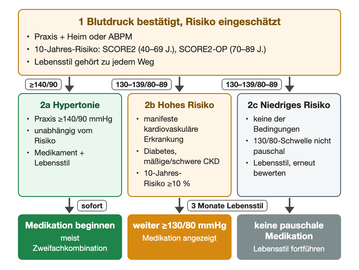 Nach bestätigter Messung und Risikoeinschätzung drei Wege: ab 140/90 mmHg sofort Medikament und Lebensstil; bei 130–139/80–89 mmHg und hohem Risiko (manifeste Herz-Kreislauf-Erkrankung, Diabetes, mäßige bis schwere CKD oder 10-Jahres-Risiko ab 10 %) nach drei Monaten Lebensstil Medikation, wenn weiter mindestens 130/80 mmHg; bei niedrigem Risiko keine pauschale Medikation.