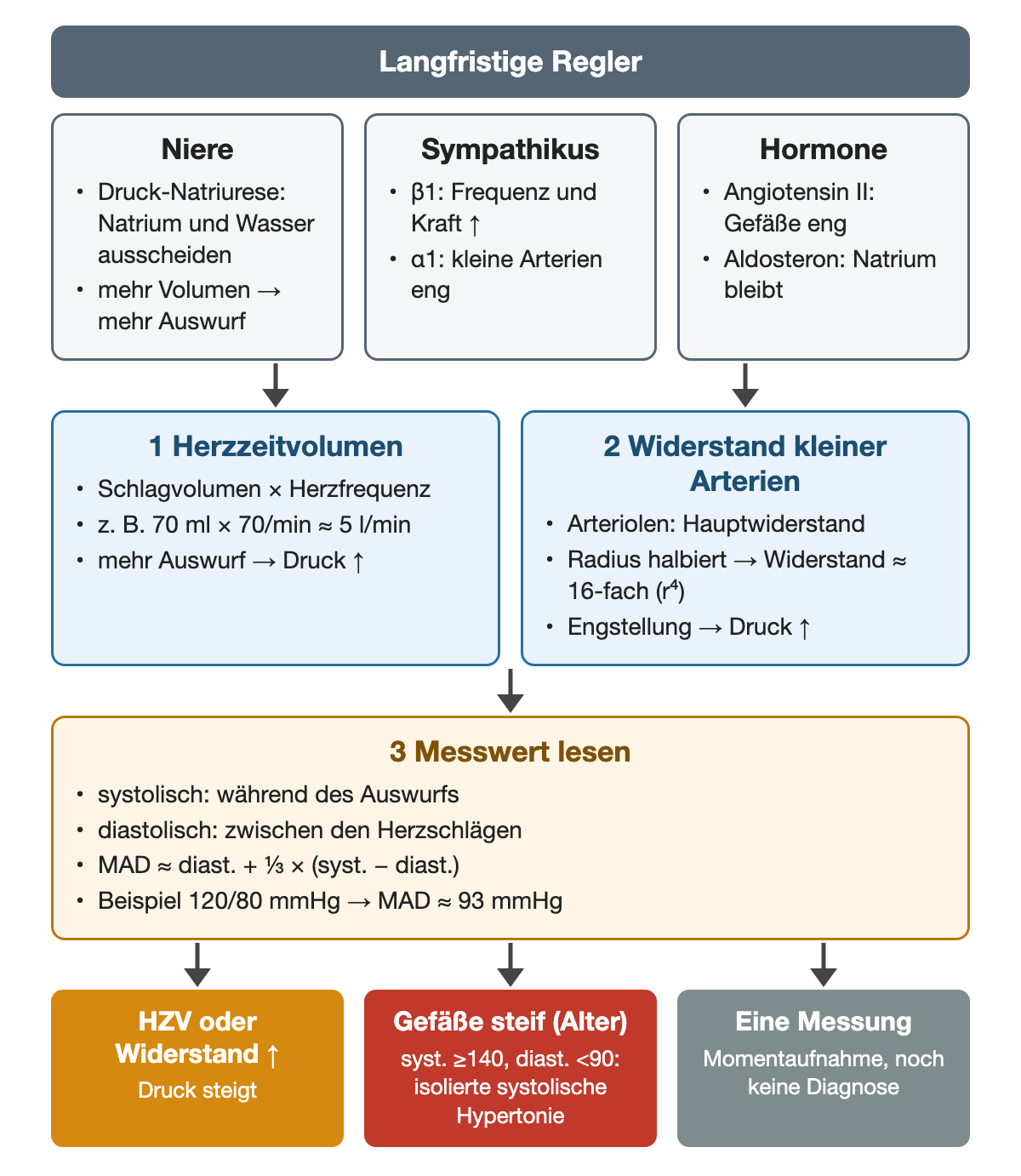 Niere (Druck-Natriurese), Sympathikus (β1, α1) und Hormone (Angiotensin II, Aldosteron) wirken auf Herzzeitvolumen (Schlagvolumen × Herzfrequenz, etwa 5 l/min) und Widerstand kleiner Arterien (halbierter Radius, etwa 16-facher Widerstand). Daraus ergeben sich systolischer, diastolischer und mittlerer Druck (bei 120/80 mmHg etwa 93 mmHg). Ergebniszeile: Druckanstieg, isolierte systolische Hypertonie bei steifen Gefäßen, einzelne Messung als Momentaufnahme.