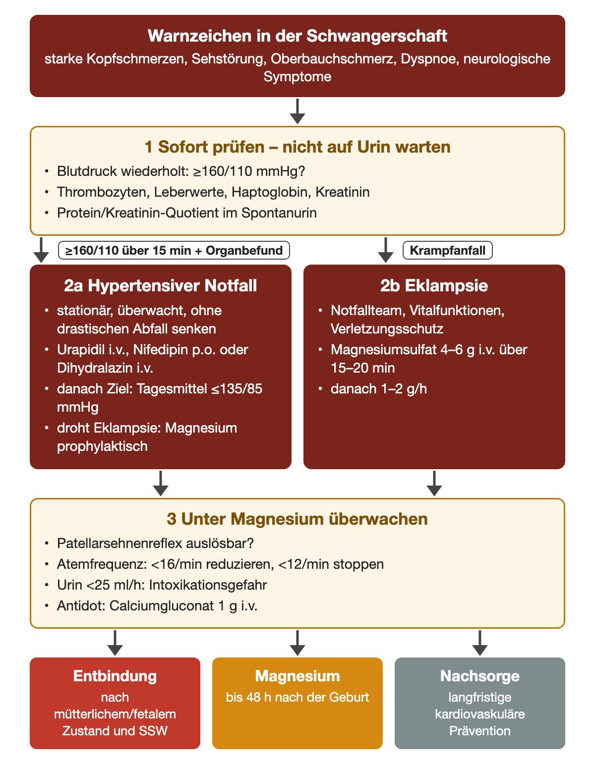 Bei Warnzeichen werden Blutdruck, Thrombozyten, Leberwerte, Haptoglobin, Kreatinin und Protein-Kreatinin-Quotient sofort geprüft. Mindestens 160/110 mmHg über 15 Minuten mit Organbefund ist ein hypertensiver Notfall mit Urapidil, Nifedipin oder Dihydralazin, überwacht und ohne drastischen Abfall gesenkt, danach Ziel Tagesmittel höchstens 135/85 mmHg; bei Krampfanfall folgen Notfallteam und Magnesiumsulfat 4–6 g über 15–20 Minuten, danach 1–2 g pro Stunde, mit Überwachung von Reflexen, Atemfrequenz (unter 16 pro Minute reduzieren, unter 12 stoppen) und Urinausscheidung (unter 25 ml pro Stunde Intoxikationsgefahr).