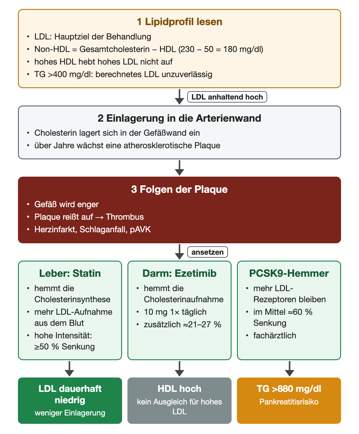 Erstens Lipidprofil lesen: LDL ist das Hauptziel, Non-HDL gleich Gesamtcholesterin minus HDL (230 minus 50 gleich 180 mg/dl), hohes HDL hebt hohes LDL nicht auf, bei Triglyzeriden über 400 mg/dl ist das berechnete LDL unzuverlässig. Zweitens lagert sich bei anhaltend hohem LDL Cholesterin in die Gefäßwand ein, über Jahre wächst eine Plaque. Drittens wird das Gefäß enger, eine aufbrechende Plaque trägt einen Thrombus, Folgen sind Herzinfarkt, Schlaganfall und pAVK. Ansatzpunkte: Statin in der Leber (hohe Intensität mindestens 50 % Senkung), Ezetimib im Darm (10 mg einmal täglich, zusätzlich etwa 21–27 %), PCSK9-Hemmer (im Mittel etwa 60 %). Ergebniszeile: dauerhaft niedriges LDL, hohes HDL kein Ausgleich, Triglyzeride über 880 mg/dl mit Pankreatitisrisiko.