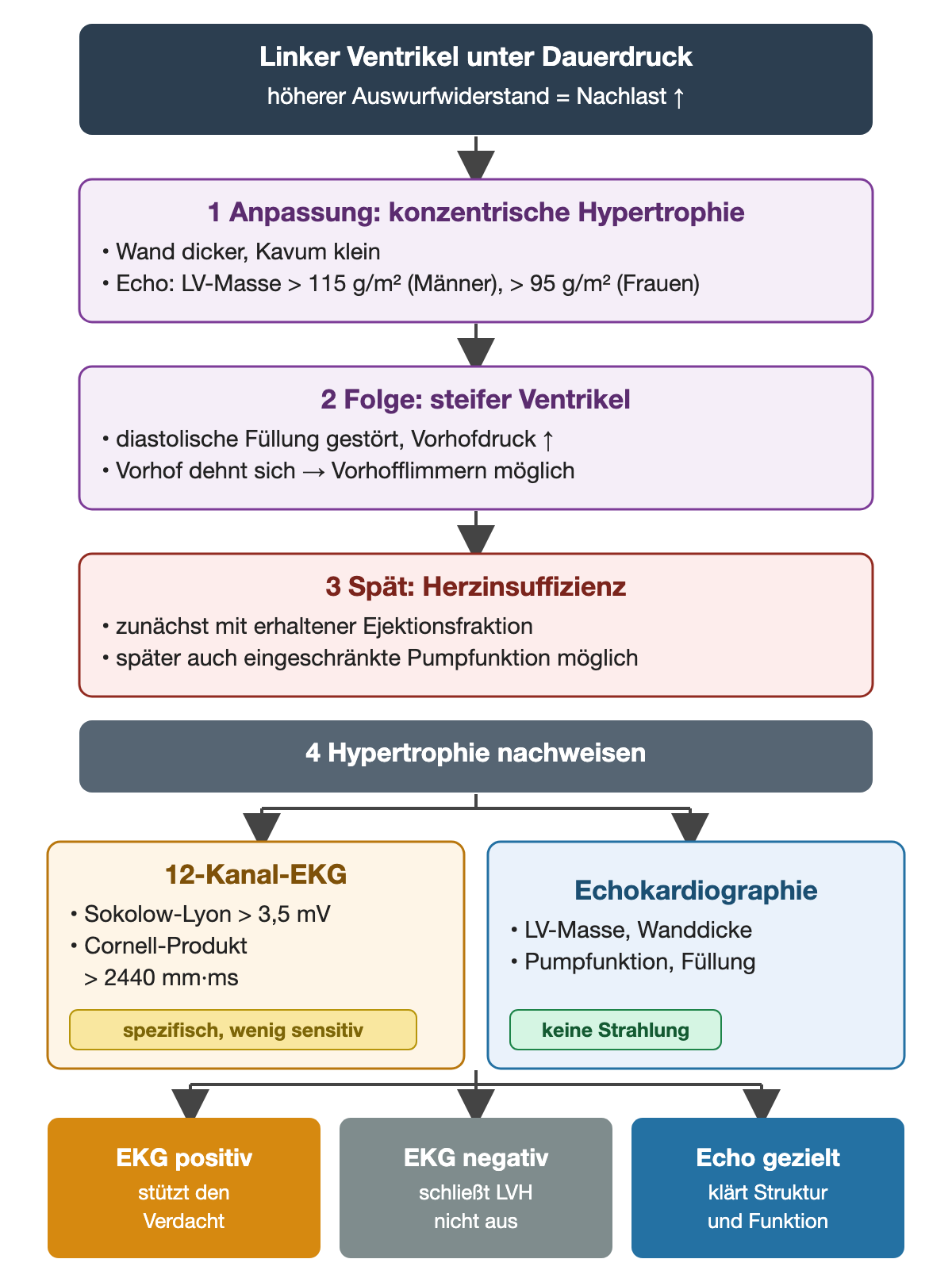 Vier nummerierte Schritte von oben nach unten: Nachlast steigt, konzentrische Hypertrophie mit LV-Masse über 115 bzw. 95 g/m², steifer Ventrikel mit Vorhofflimmern, später Herzinsuffizienz; darunter EKG mit Sokolow-Lyon über 3,5 mV und Cornell-Produkt über 2440 mm·ms neben Echokardiographie; unten drei farbige Ergebnisse: EKG positiv stützt, EKG negativ schließt nicht aus, Echo klärt.