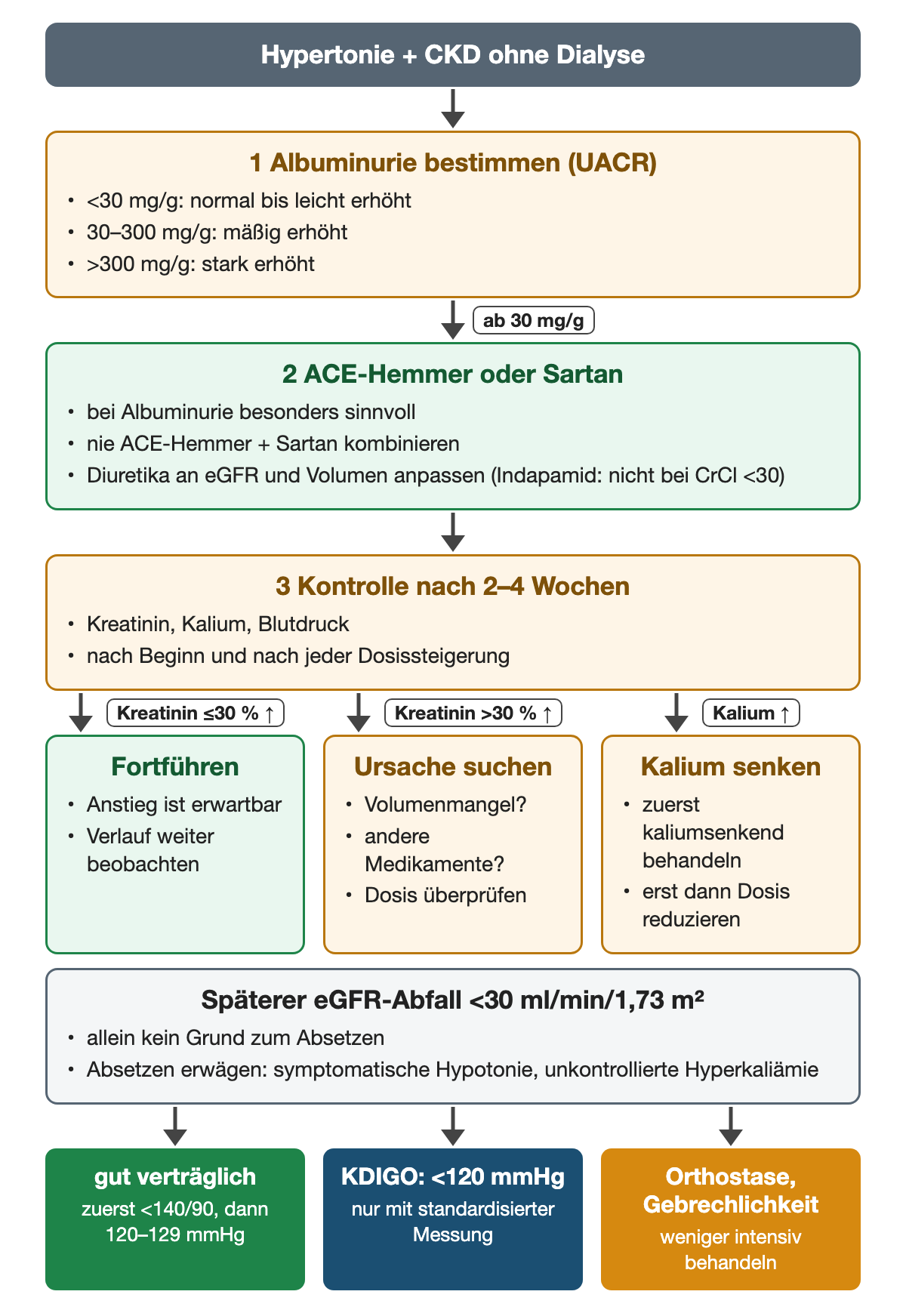 Bei CKD ohne Dialyse wird zuerst die Albuminurie nach UACR eingeordnet; ab 30 mg/g ist ein ACE-Hemmer oder Sartan besonders sinnvoll. Nach zwei bis vier Wochen werden Kreatinin, Kalium und Blutdruck kontrolliert: Kreatininanstieg bis 30 % – fortführen, stärkerer Anstieg – Ursache suchen, Hyperkaliämie – zuerst kaliumsenkend behandeln. Ein späterer eGFR-Abfall unter 30 ist allein kein Absetzgrund.