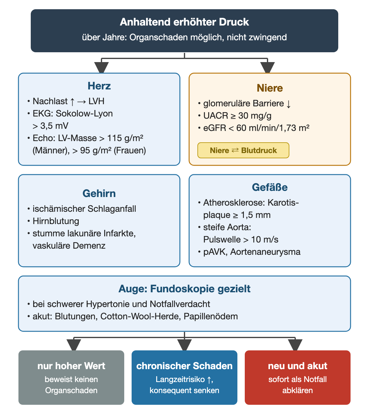 Anhaltend erhöhter Druck verzweigt zu fünf Organkästen mit Schwellen: Herz mit Sokolow-Lyon über 3,5 mV und LV-Masse über 115 bzw. 95 g/m², Niere mit UACR ab 30 mg/g und eGFR unter 60, Gehirn mit Schlaganfall und Hirnblutung, Gefäße mit Karotisplaque ab 1,5 mm und Pulswelle über 10 m/s, Auge mit gezielter Fundoskopie; unten drei farbige Ergebnisse: hoher Wert allein, chronischer Schaden, neuer akuter Schaden.