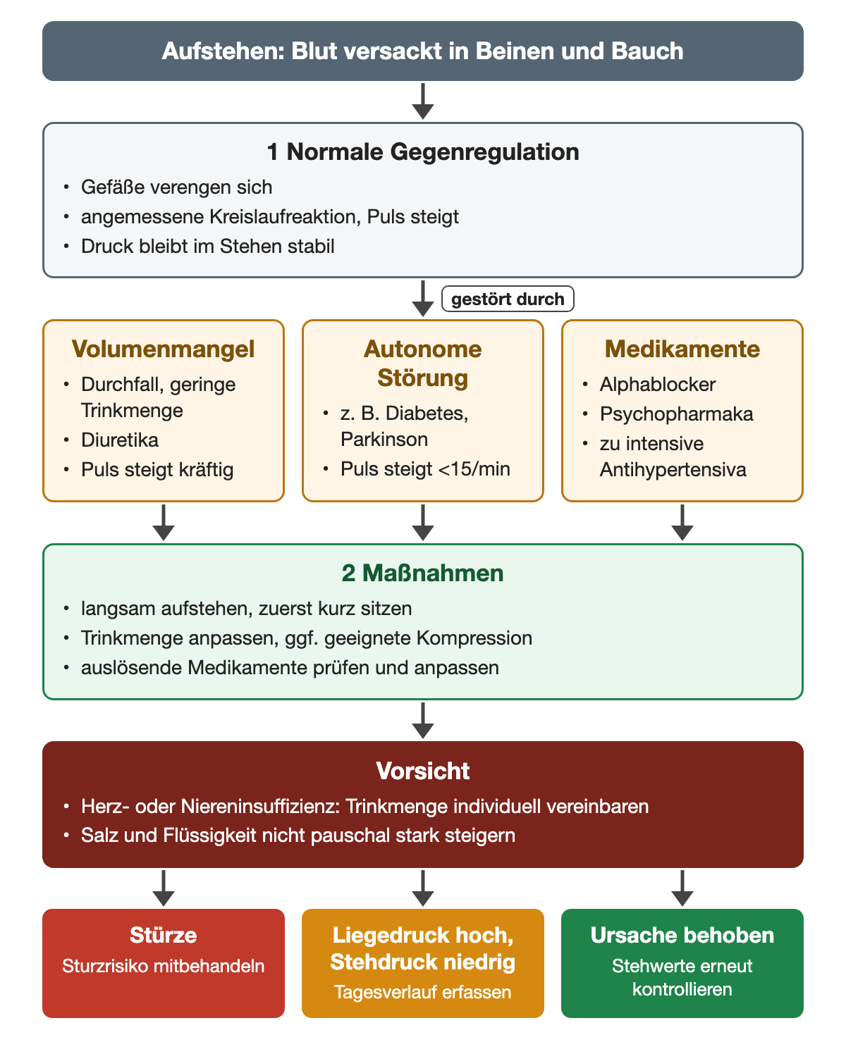 Beim Aufstehen versackt Blut; die normale Gegenregulation kann durch Volumenmangel, autonome Störung oder Medikamente wie Alphablocker und Psychopharmaka gestört sein. Maßnahmen sind langsames Aufstehen, angepasste Trinkmenge, gegebenenfalls Kompression und Medikamentenprüfung, mit Vorsicht bei Herz- oder Niereninsuffizienz.