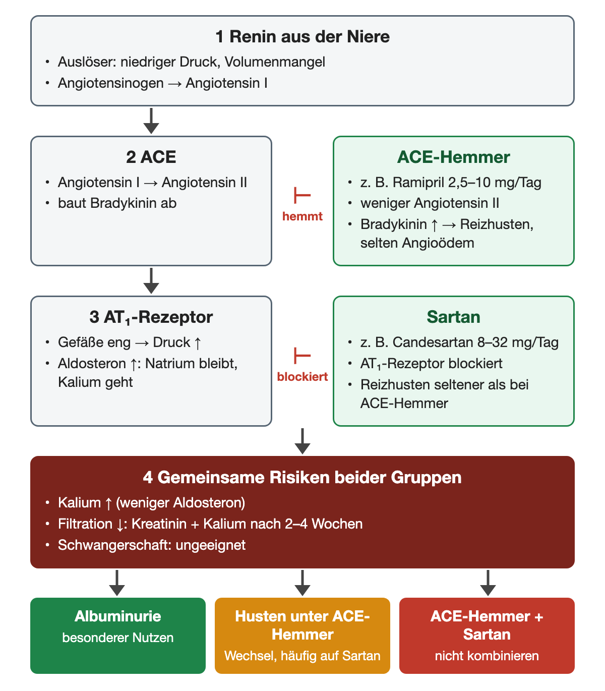 RAAS-Kaskade von oben nach unten: Renin aus der Niere bildet Angiotensin I, ACE bildet Angiotensin II und baut Bradykinin ab, Angiotensin II wirkt am AT₁-Rezeptor gefäßverengend und aldosteronfördernd. Rechts daneben: ACE-Hemmer, zum Beispiel Ramipril 2,5–10 mg pro Tag, hemmen ACE; Sartane, zum Beispiel Candesartan 8–32 mg pro Tag, blockieren den AT₁-Rezeptor. Gemeinsame Risiken: Kaliumanstieg, veränderte Filtration, ungeeignet in der Schwangerschaft.
