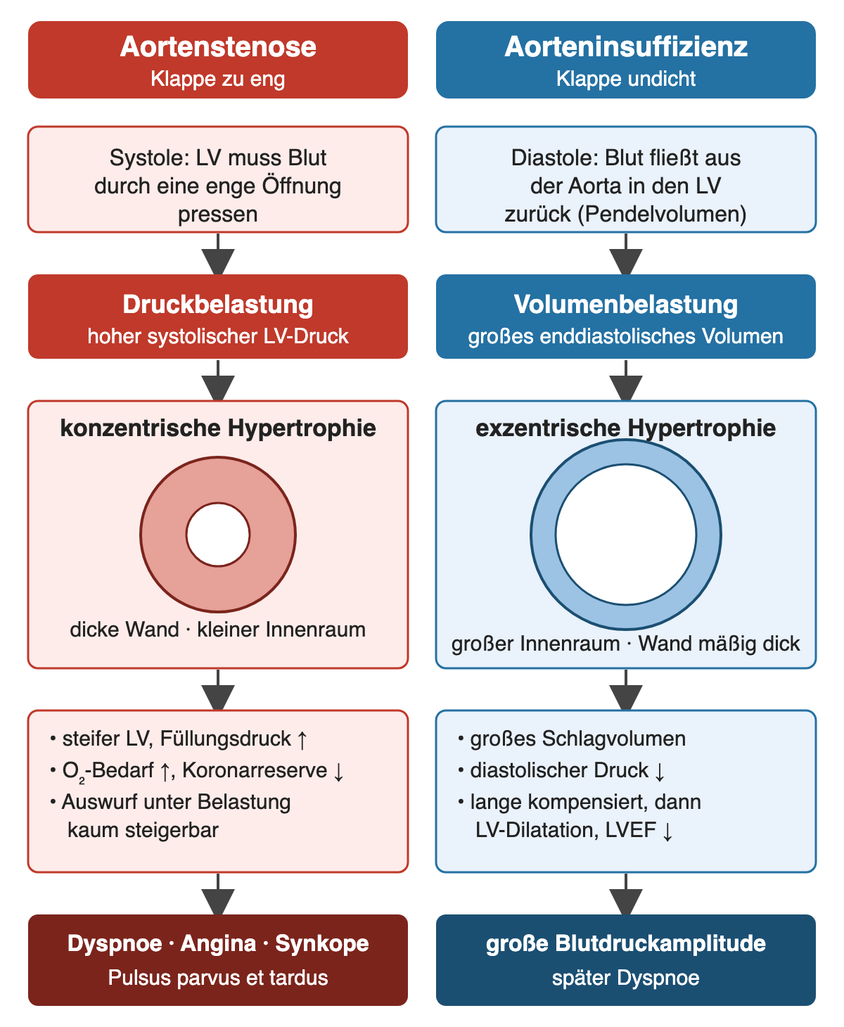 Vergleich: Aortenstenose führt über Druckbelastung zu konzentrischer Hypertrophie, Aorteninsuffizienz über Volumenbelastung zu exzentrischer Hypertrophie