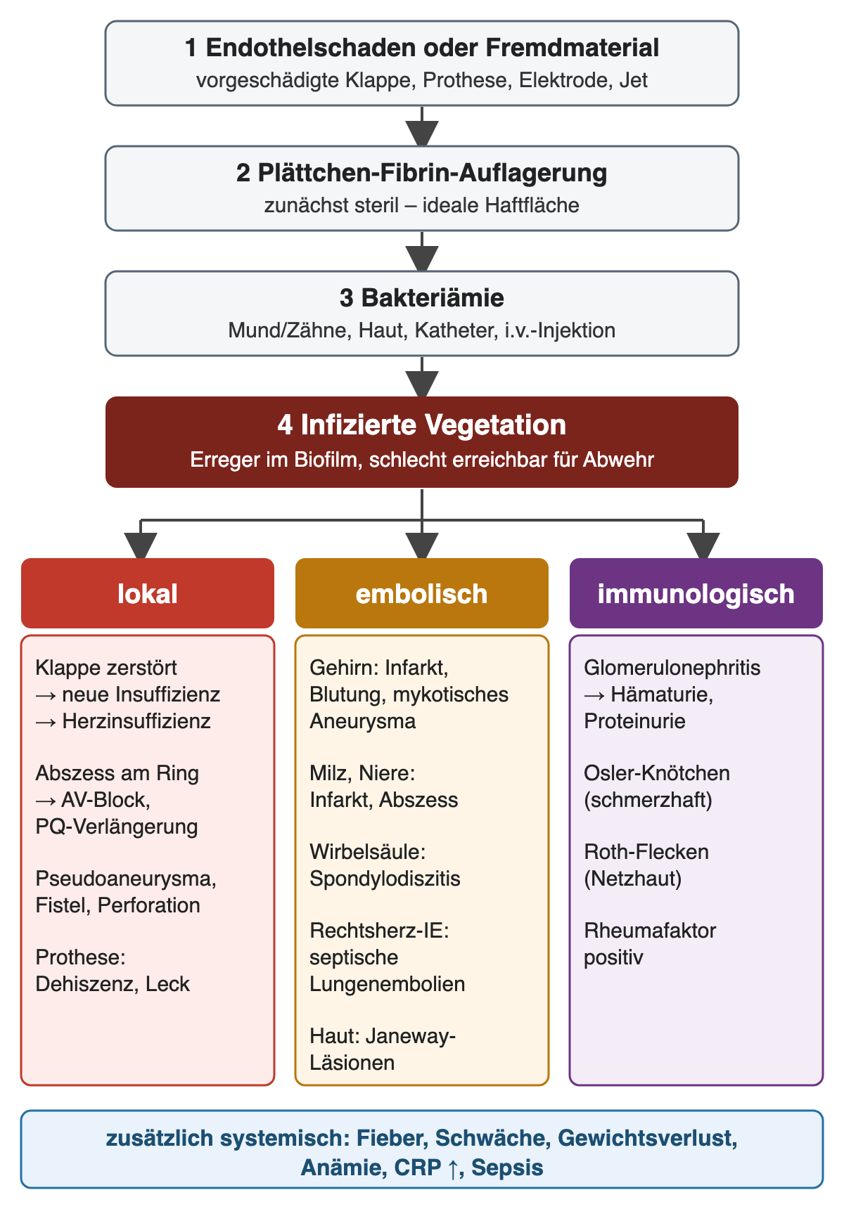 Flussdiagramm: Endothelschaden, Plättchen-Fibrin-Auflagerung, Bakteriämie und infizierte Vegetation; daraus lokale, embolische und immunologische Folgen sowie systemische Entzündung