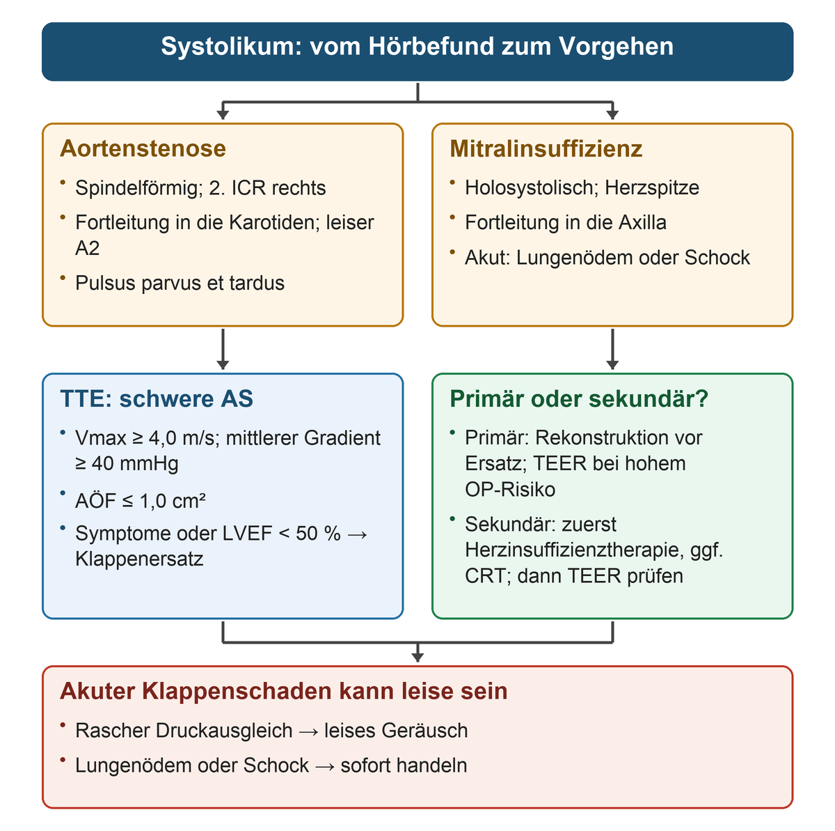 Zwei parallele Wege von oben nach unten: spindelförmiges Geräusch über der Aorta mit Karotisfortleitung führt zu AS-Echokriterien und Klappenersatz; holosystolisches Geräusch an der Spitze mit Axillafortleitung führt zur Unterscheidung primärer und sekundärer Mitralinsuffizienz.