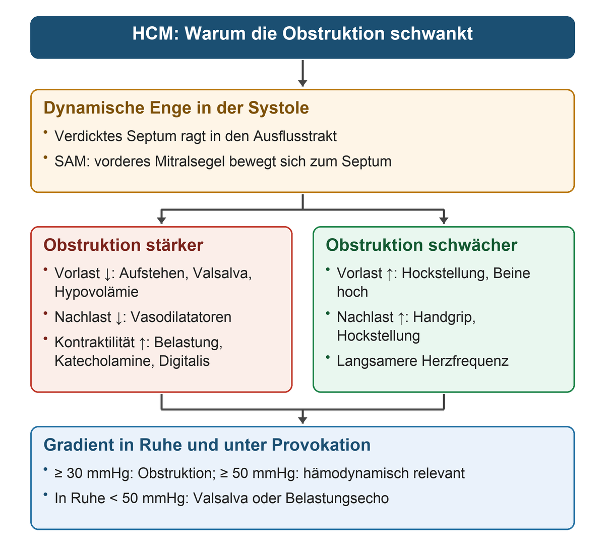 Vom verdickten Septum und systolischer Mitralsegelbewegung führen zwei Äste zu verstärkender und abschwächender Belastungssituation; unten folgen die Gradientengrenzen und Provokation bei Ruhegradient unter 50 Millimeter Quecksilbersäule.