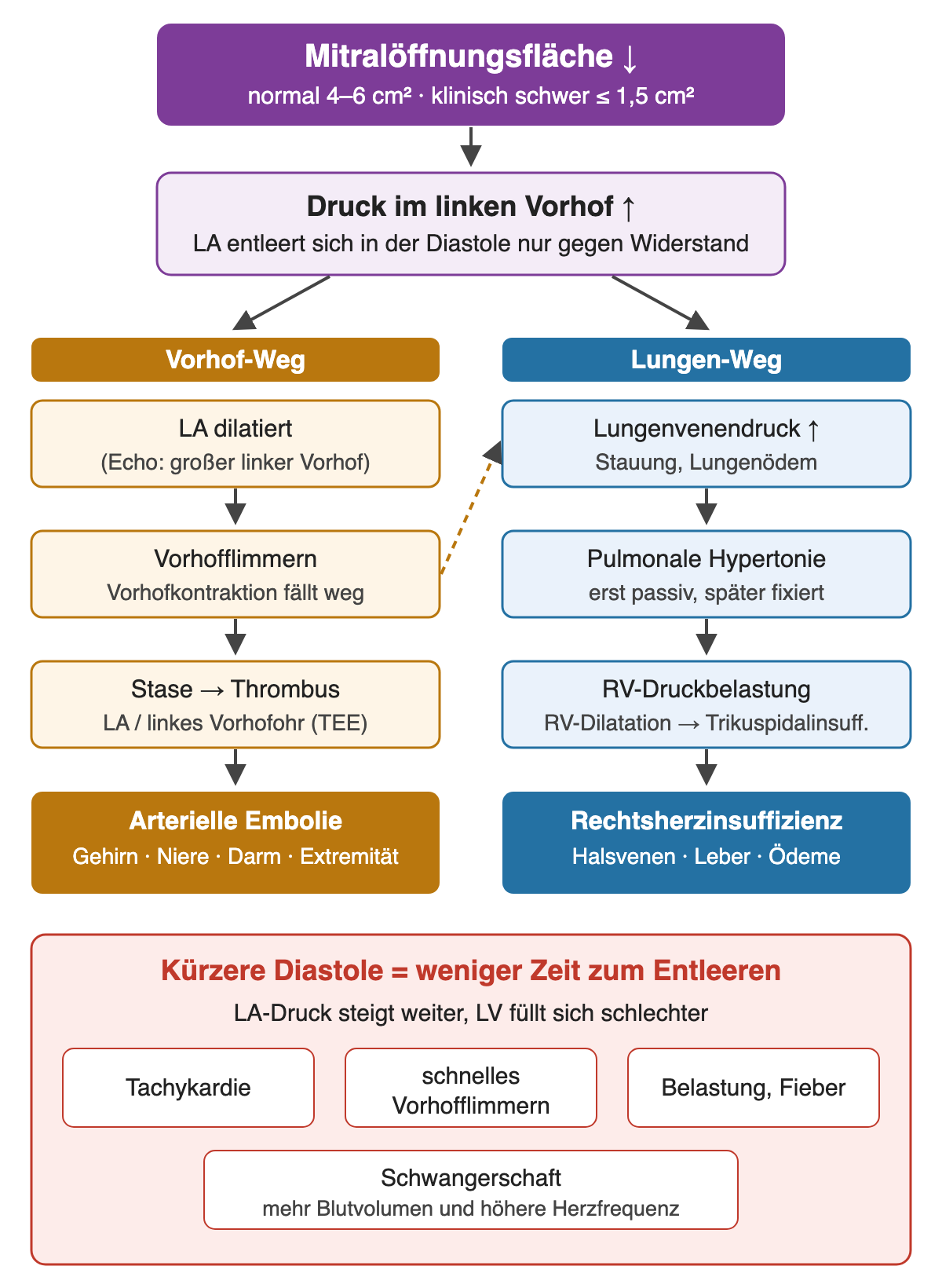 Flussdiagramm: verkleinerte Mitralöffnungsfläche führt zu erhöhtem Druck im linken Vorhof; links der Weg über Vorhofdilatation, Vorhofflimmern und Thrombus zur arteriellen Embolie, rechts der Weg über Lungenvenendruck, pulmonale Hypertonie und rechtsventrikuläre Belastung zur Rechtsherzinsuffizienz; unten Faktoren, die die Diastole verkürzen