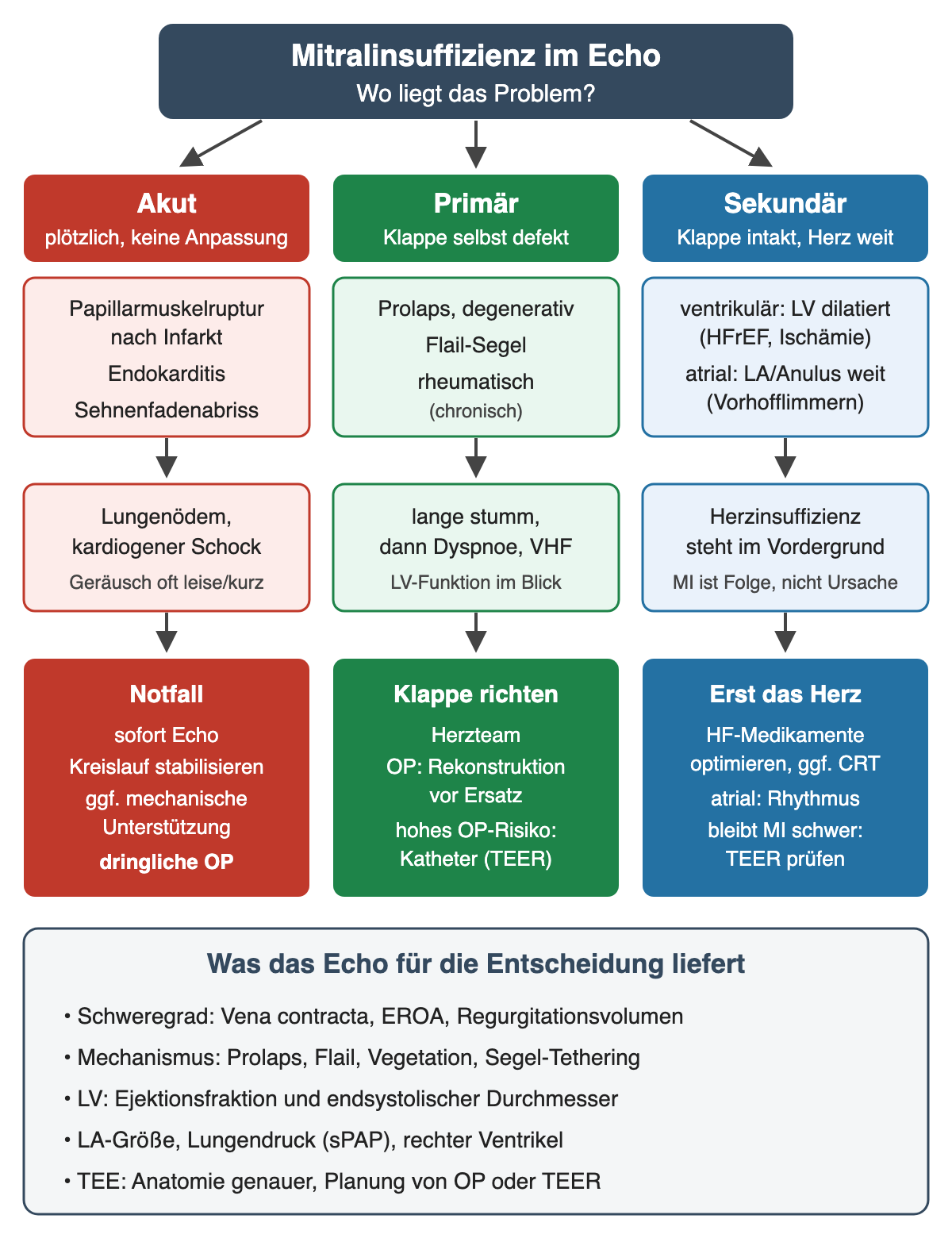 Dreispaltiges Flussdiagramm: akute, primäre und sekundäre Mitralinsuffizienz mit typischen Ursachen, Klinik und Therapiepfad – Notfall-OP, Rekonstruktion vor Ersatz bzw. TEER bei hohem Risiko, zuerst Herzinsuffizienztherapie und dann TEER; unten die Echo-Parameter für die Entscheidung
