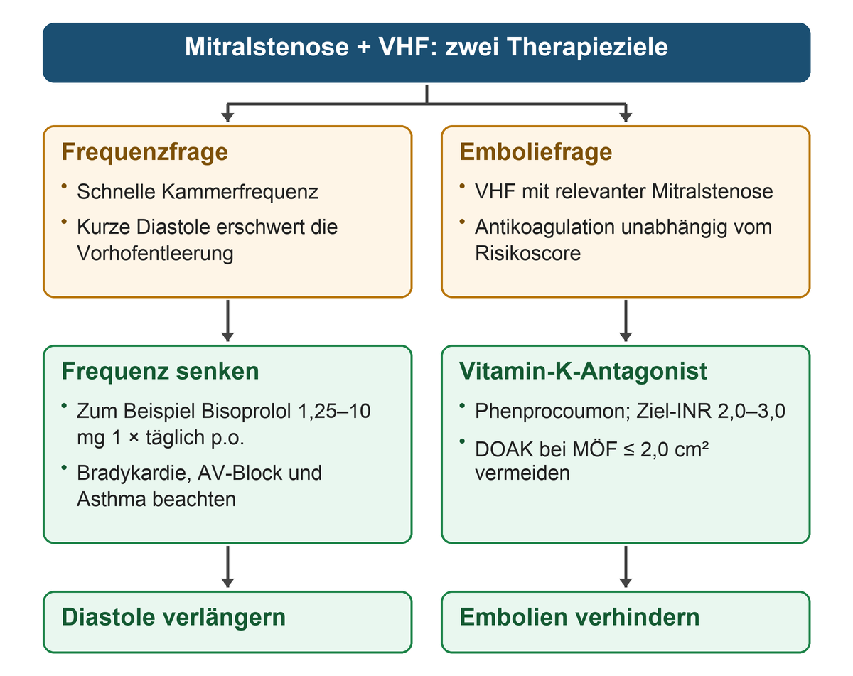 Zwei getrennte Wege: links schnelle Kammerfrequenz und kurze Diastole zur Frequenzsenkung mit Bisoprolol, rechts relevante Mitralstenose mit VHF zur Antikoagulation mit VKA und Ziel-INR 2,0–3,0.