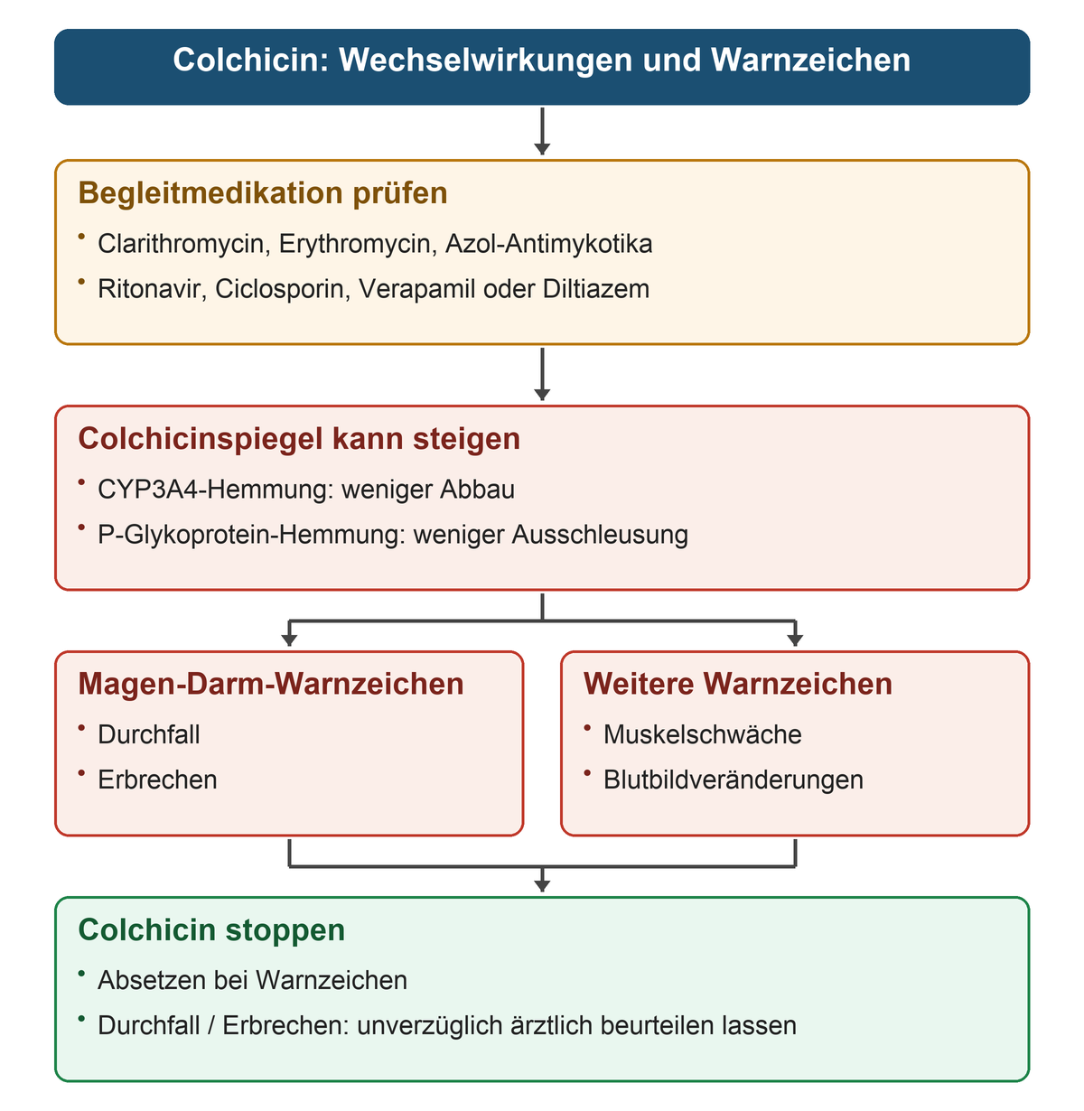Von der Begleitmedikation führt der Weg über die Hemmung von Abbau und/oder Ausschleusung zu einem erhöhten Colchicinspiegel; zwei parallele Kästen nennen Durchfall und Erbrechen sowie Muskelschwäche und Blutbildveränderungen als Warnzeichen, die zum Absetzen führen.