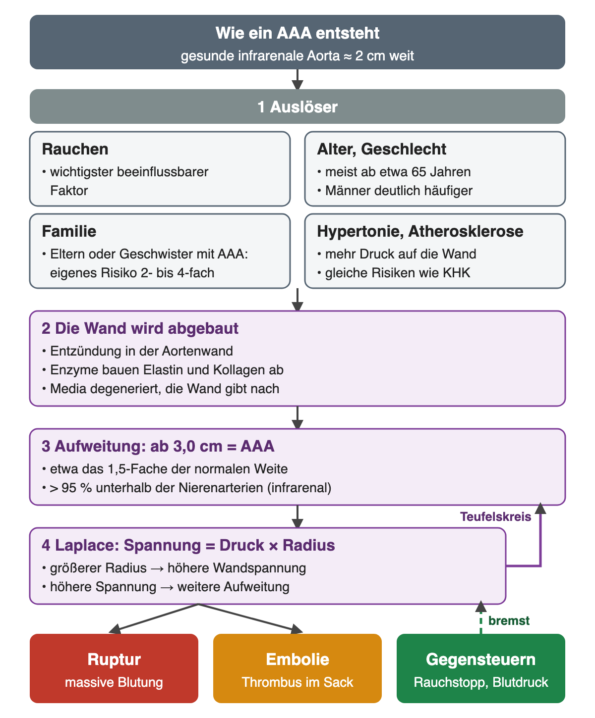 Diagramm: vier Auslöser (Rauchen, Alter und Geschlecht, Familie, Hypertonie und Atherosklerose), dann Abbau der Wand, Aufweitung ab 3,0 cm und der Laplace-Teufelskreis; unten die Folgen Ruptur und Embolie und das Gegensteuern durch Rauchstopp und Blutdruck