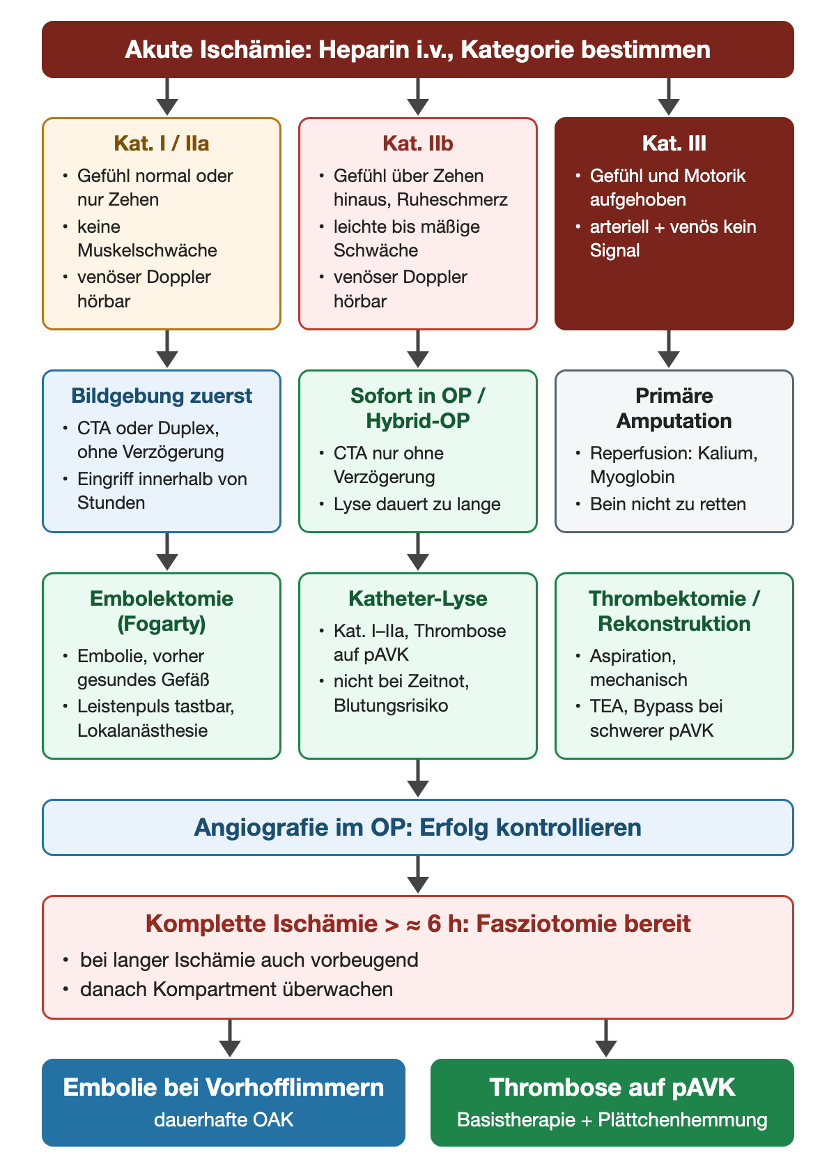 Akute Extremitätenischämie: nach Heparin i.v. Kategorie bestimmen; Kategorie I/IIa mit Gefühl normal oder nur an den Zehen gestört, ohne Muskelschwäche, führt zu Bildgebung und Eingriff innerhalb von Stunden; Kategorie IIb mit Gefühlsstörung über die Zehen hinaus und Schwäche führt sofort in den OP oder Hybrid-OP; Kategorie III ohne Gefühl, Motorik und Doppler-Signal führt zur primären Amputation; Verfahren Fogarty-Embolektomie, Katheter-Lyse, Thrombektomie oder Rekonstruktion; Angiografie im OP; bei kompletter Ischämie über etwa 6 Stunden Fasziotomie bereit; danach dauerhafte OAK bei Embolie aus Vorhofflimmern oder Basistherapie bei Thrombose auf pAVK.