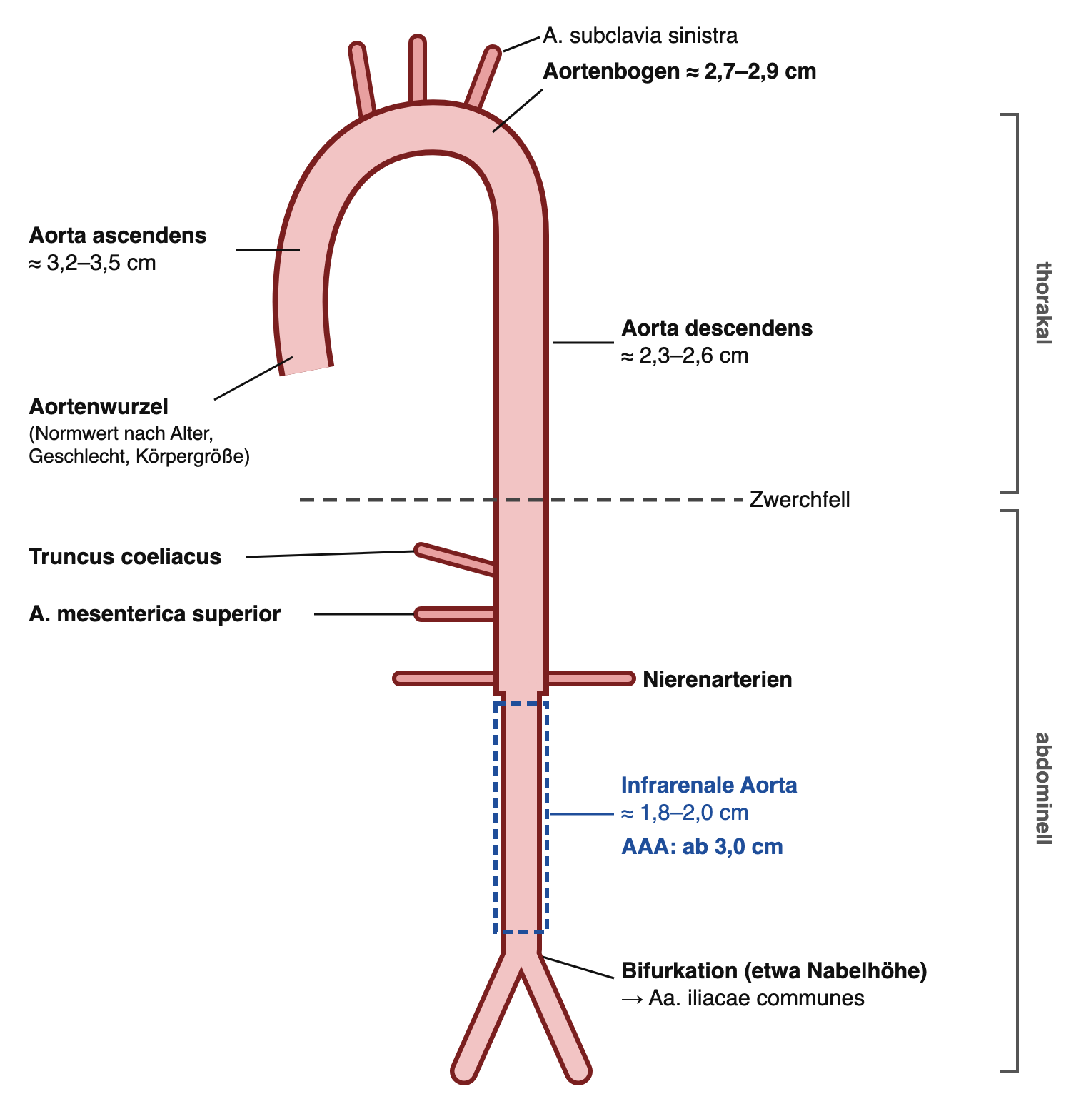 Schematische Aorta von der Wurzel bis zur Bifurkation mit Abgängen, Zwerchfell und typischen Durchmessern; das infrarenale Segment ist blau markiert