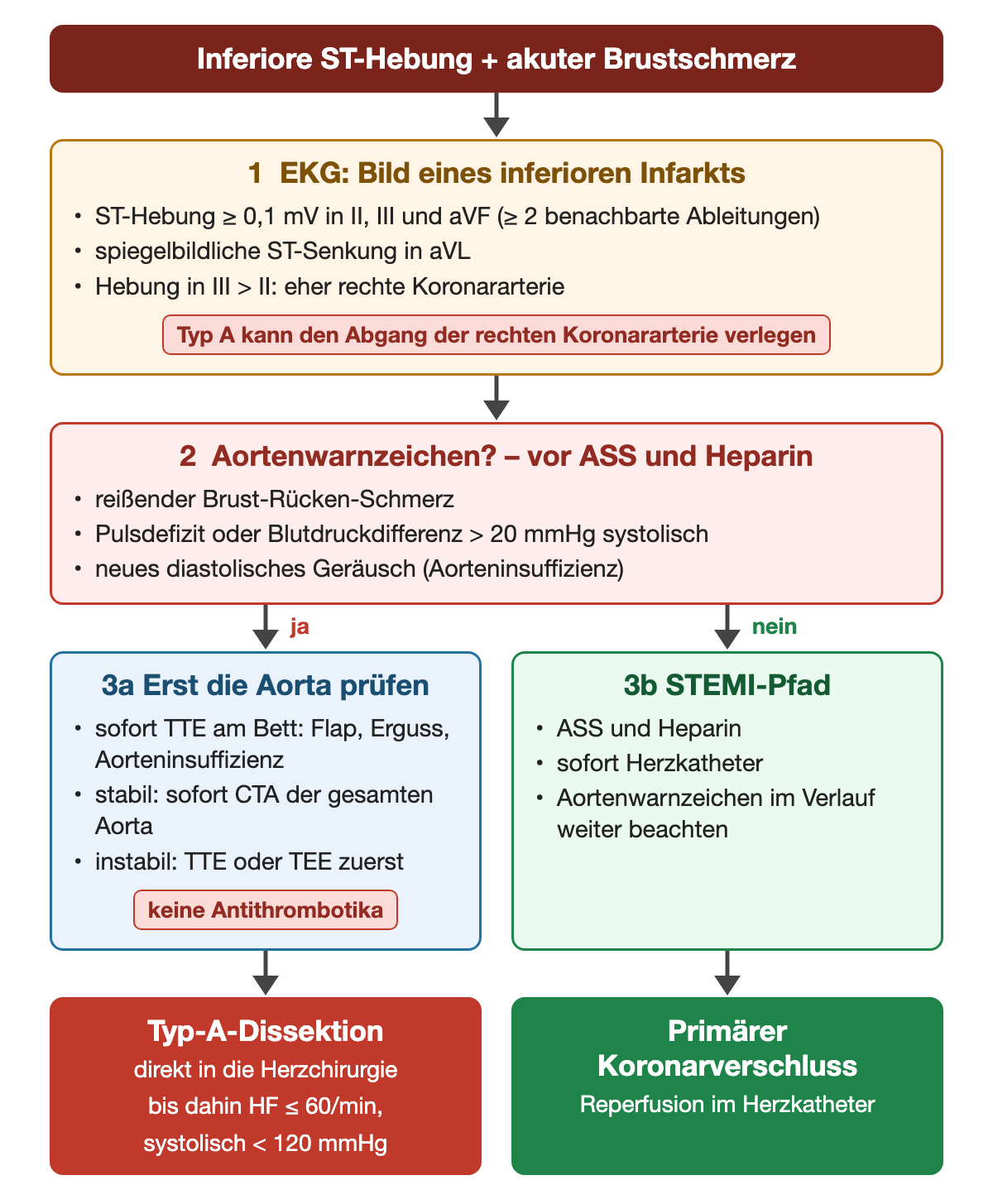 Entscheidungsweg bei inferiorer ST-Hebung und akutem Brustschmerz: 1 EKG mit ST-Hebung ab 0,1 mV in II, III und aVF, Senkung in aVL, Hebung in III höher als in II; 2 Aortenwarnzeichen reißender Brust-Rücken-Schmerz, Pulsdefizit oder Blutdruckdifferenz über 20 mmHg, neues diastolisches Geräusch; bei ja erst die Aorta prüfen mit TTE am Bett und bei stabilem Kreislauf CTA der gesamten Aorta, keine Antithrombotika, Ausgang Typ-A-Dissektion direkt in die Herzchirurgie mit Herzfrequenz bis 60/min und systolisch unter 120 mmHg; bei nein STEMI-Pfad mit ASS, Heparin und Herzkatheter, Ausgang Reperfusion.