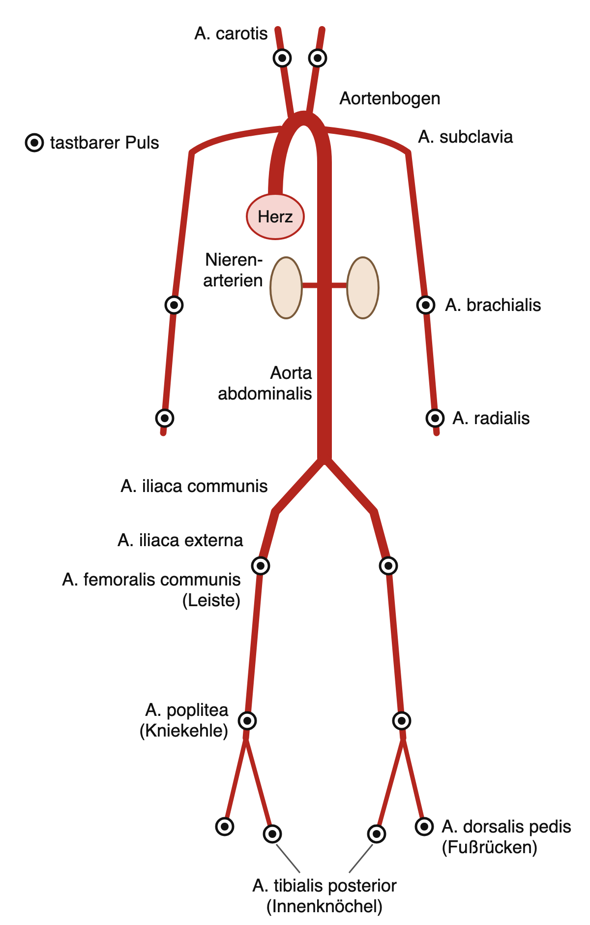 Stilisierter Arterienbaum von Aortenbogen bis zu den Fußarterien, tastbare Pulse als Punkte markiert