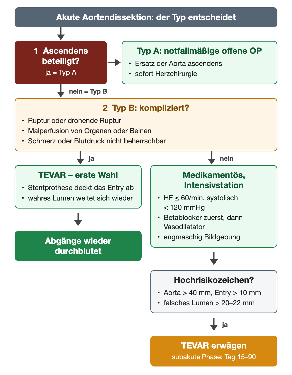 Akute Aortendissektion: Ist die Aorta ascendens beteiligt, liegt Typ A vor und es folgt die notfallmäßige offene Operation mit Ersatz der Aorta ascendens; bei Typ B entscheidet die Frage nach Komplikationen wie Ruptur, Malperfusion oder nicht beherrschbarem Schmerz oder Blutdruck: kompliziert TEVAR als erste Wahl, unkompliziert medikamentös auf der Intensivstation mit Herzfrequenz bis 60/min und systolisch unter 120 mmHg; bei Hochrisikozeichen wie Aorta über 40 mm, Entry über 10 mm oder falschem Lumen über 20–22 mm TEVAR in der subakuten Phase Tag 15–90 erwägen.