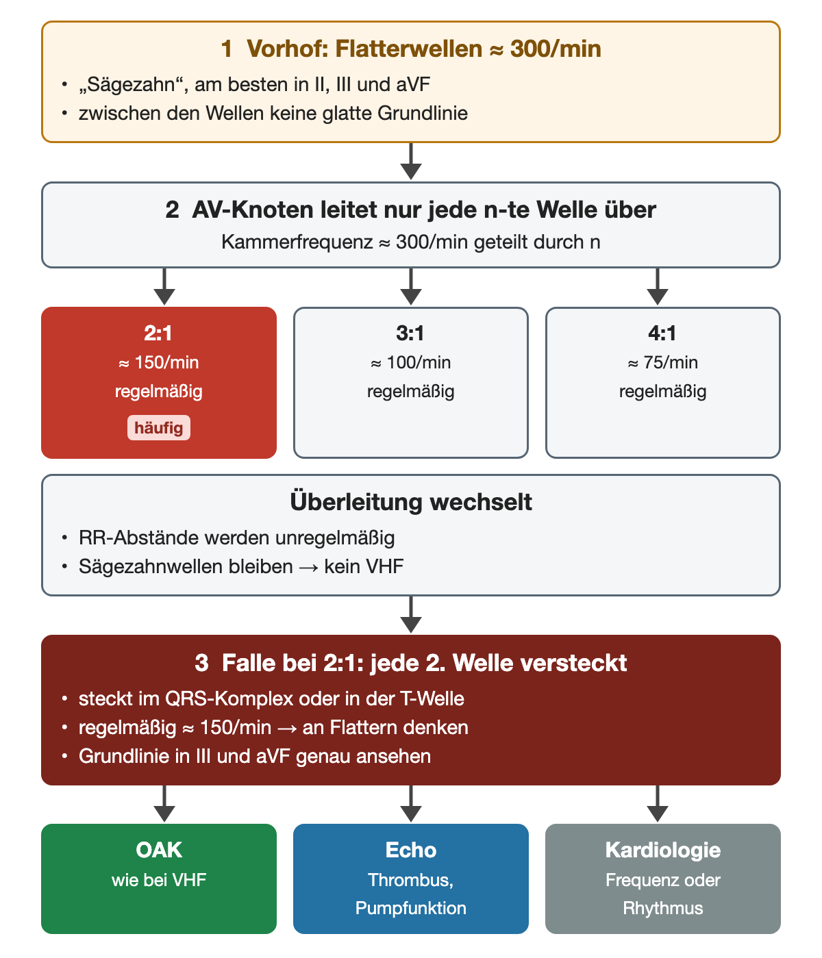 Vorhofflattern: Flatterwellen um 300 pro Minute, der AV-Knoten leitet nur jede n-te Welle über; 2:1 ergibt etwa 150, 3:1 etwa 100, 4:1 etwa 75 pro Minute; bei 2:1 ist jede zweite Welle im QRS-Komplex oder in der T-Welle versteckt; Konsequenzen Antikoagulation, Echo und Kardiologie.