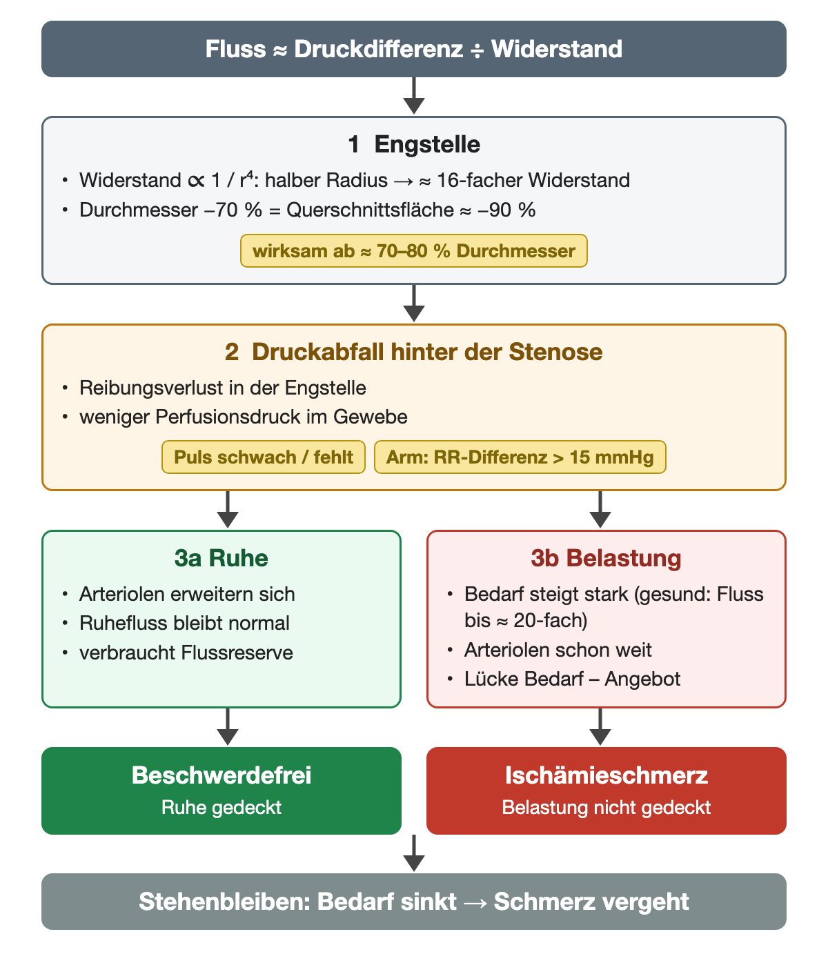 Ablauf in drei Schritten: Engstelle mit stark steigendem Widerstand und Wirksamkeit ab etwa 70–80 % Durchmesser-Einengung, Druckabfall hinter der Stenose mit schwachem Puls und Arm-Seitendifferenz über 15 mmHg, dann Ruhe mit normalem Fluss und Belastung mit Lücke zwischen Bedarf und Angebot; Stehenbleiben senkt den Bedarf.
