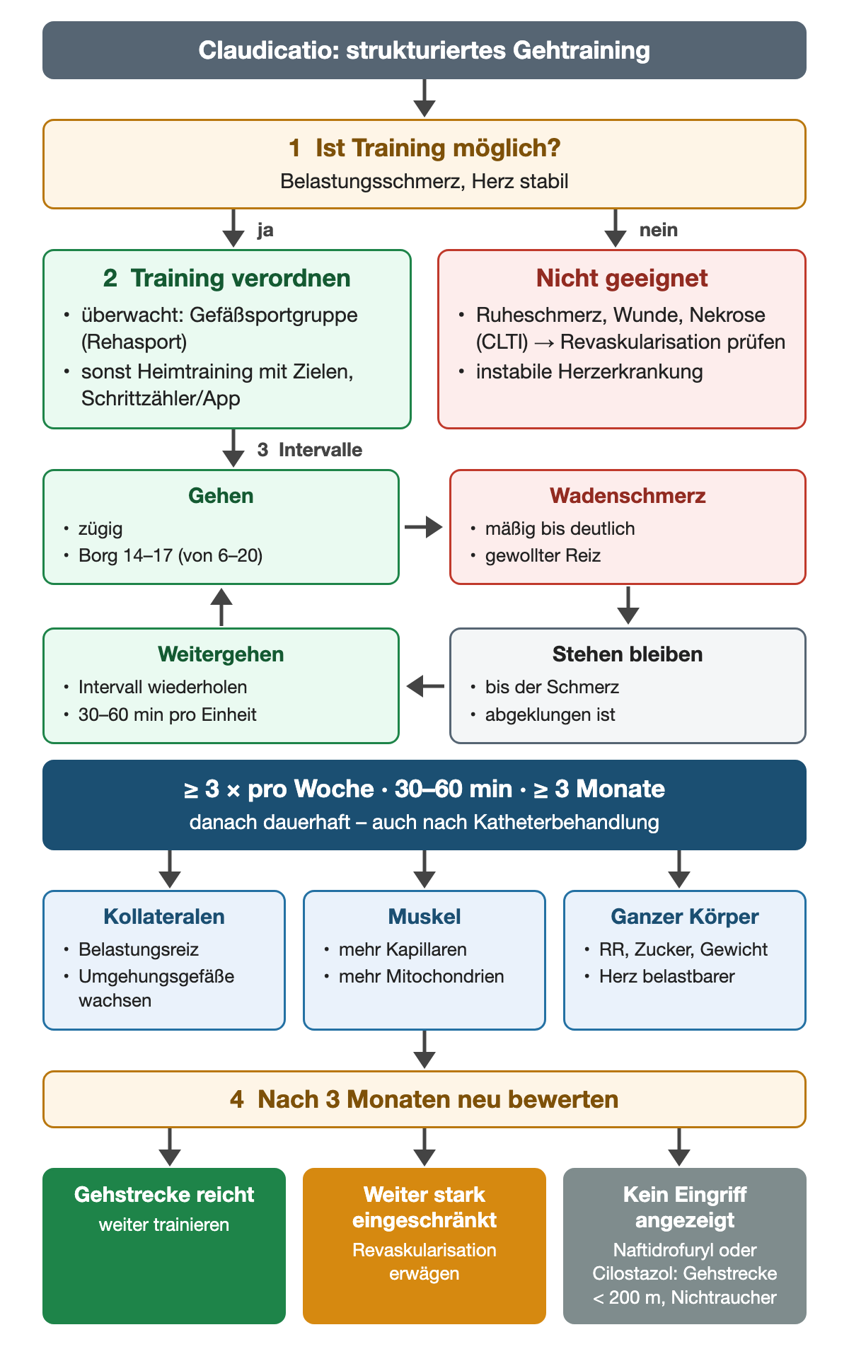 Gehtraining bei Claudicatio: Eignung prüfen, bei CLTI oder instabiler Herzerkrankung nicht geeignet; Training überwacht in der Gefäßsportgruppe oder als strukturiertes Heimtraining; Intervallkreis aus zügigem Gehen mit Borg 14–17, mäßigem bis deutlichem Wadenschmerz, Stehenbleiben bis zur Erholung und Weitergehen; mindestens dreimal pro Woche 30–60 Minuten über mindestens 3 Monate; Wirkung über Kollateralen, Muskel und ganzen Körper; nach 3 Monaten Neubewertung mit drei Ausgängen: weiter trainieren, Revaskularisation erwägen oder bei Gehstrecke unter 200 m und Nichtrauchern ein Medikamentenversuch.