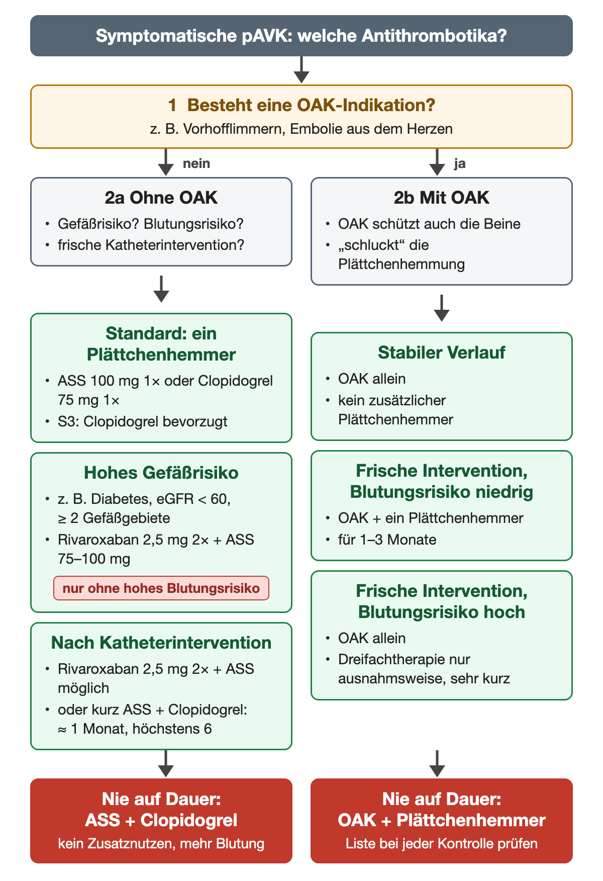 Entscheidungsweg antithrombotische Therapie bei symptomatischer pAVK: ohne OAK-Indikation Standard ein Plättchenhemmer (ASS 100 mg oder Clopidogrel 75 mg), bei hohem Gefäßrisiko wie Diabetes, eGFR unter 60 oder zwei Gefäßgebieten Rivaroxaban 2,5 mg zweimal plus ASS 75–100 mg nur ohne hohes Blutungsrisiko, nach Katheterintervention Rivaroxaban plus ASS oder kurz ASS plus Clopidogrel etwa 1 Monat, höchstens 6; mit OAK-Indikation im stabilen Verlauf OAK allein, nach frischer Intervention bei niedrigem Blutungsrisiko OAK plus ein Plättchenhemmer für 1–3 Monate, bei hohem Blutungsrisiko OAK allein; unten zwei Warnungen gegen Dauerkombinationen.