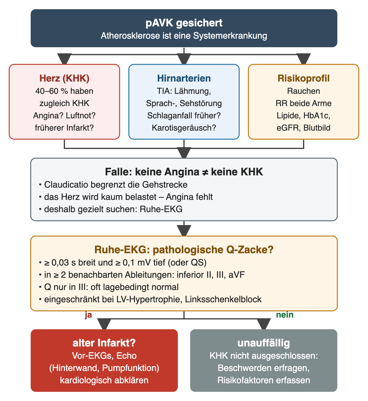 Schema pAVK als Systemerkrankung: drei Spalten Herz (40–60 % zugleich KHK), Hirnarterien und Risikoprofil; darunter die Falle, dass kurze Gehstrecken eine Angina verdecken; Ruhe-EKG mit Kriterien der pathologischen Q-Zacke (mindestens 0,03 s und 0,1 mV in zwei benachbarten inferioren Ableitungen); Ergebnis ja: Vor-EKGs, Echo und Kardiologie, nein: KHK nicht ausgeschlossen