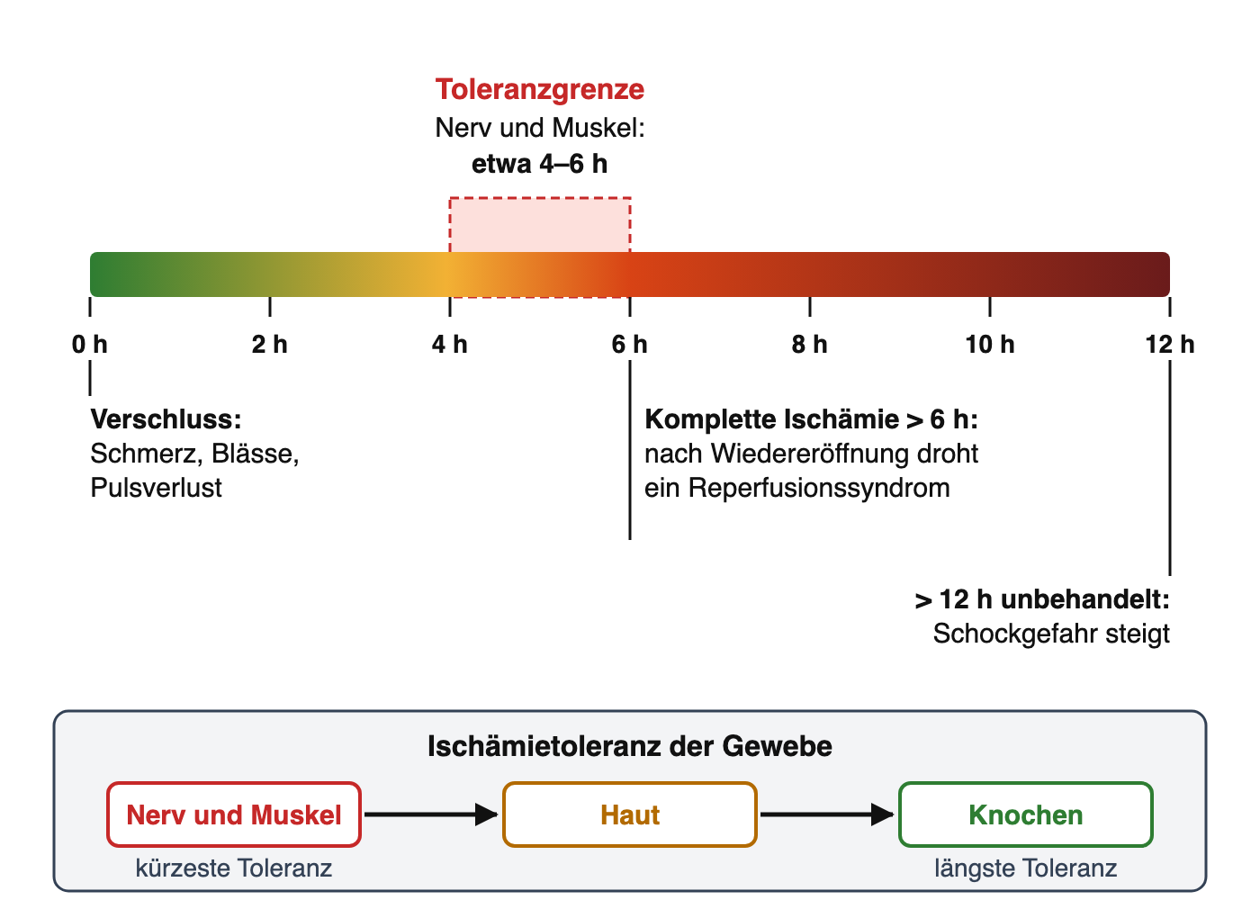 Zeitachse von 0 bis 12 Stunden mit Toleranzgrenze von Nerv und Muskel bei etwa 4 bis 6 Stunden, Reperfusionsrisiko nach 6 Stunden und Schockgefahr nach 12 Stunden; darunter die Reihenfolge der Ischämietoleranz von Nerv und Muskel über Haut bis Knochen