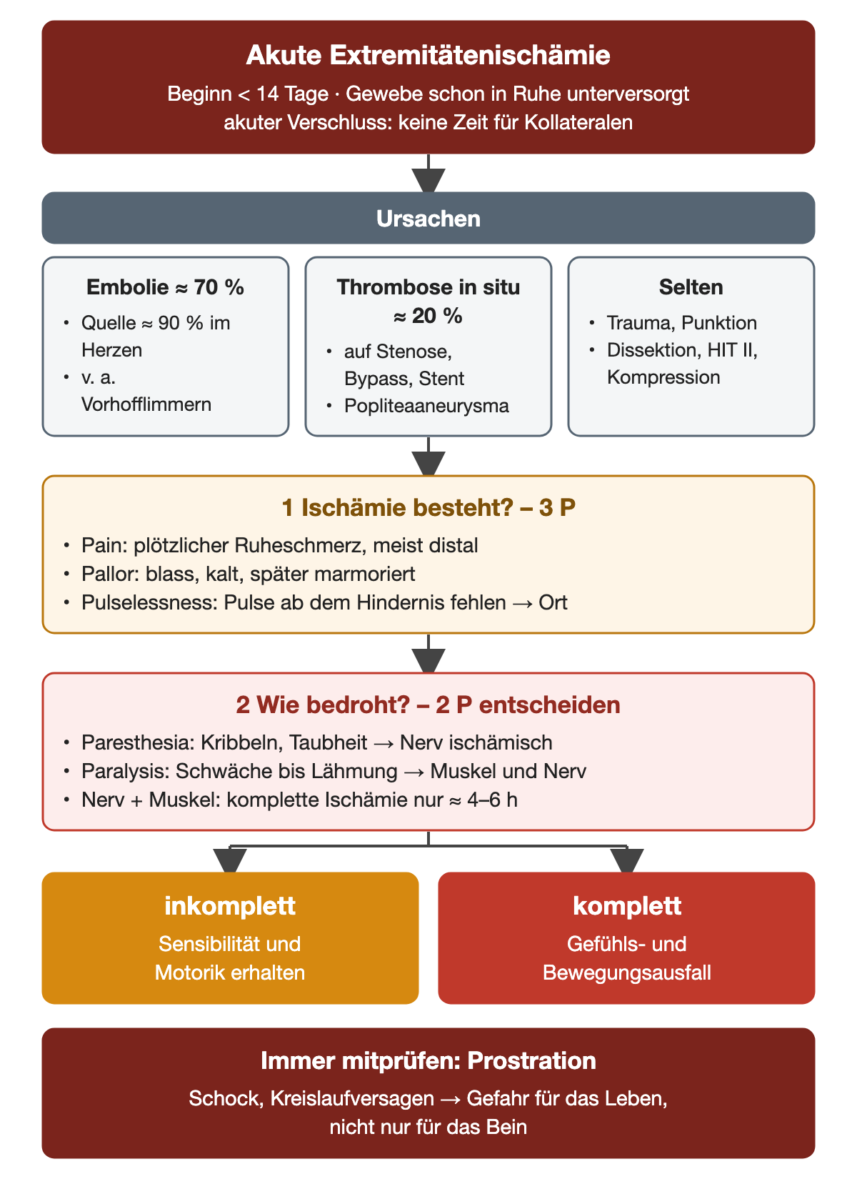 Flussdiagramm: Ursachen der akuten Extremitätenischämie (Embolie etwa 70 Prozent, Thrombose in situ etwa 20 Prozent, seltene Ursachen), dann die drei P für das Vorliegen der Ischämie, die zwei P für die Bedrohung mit Unterscheidung inkomplett und komplett, zuletzt Prostration