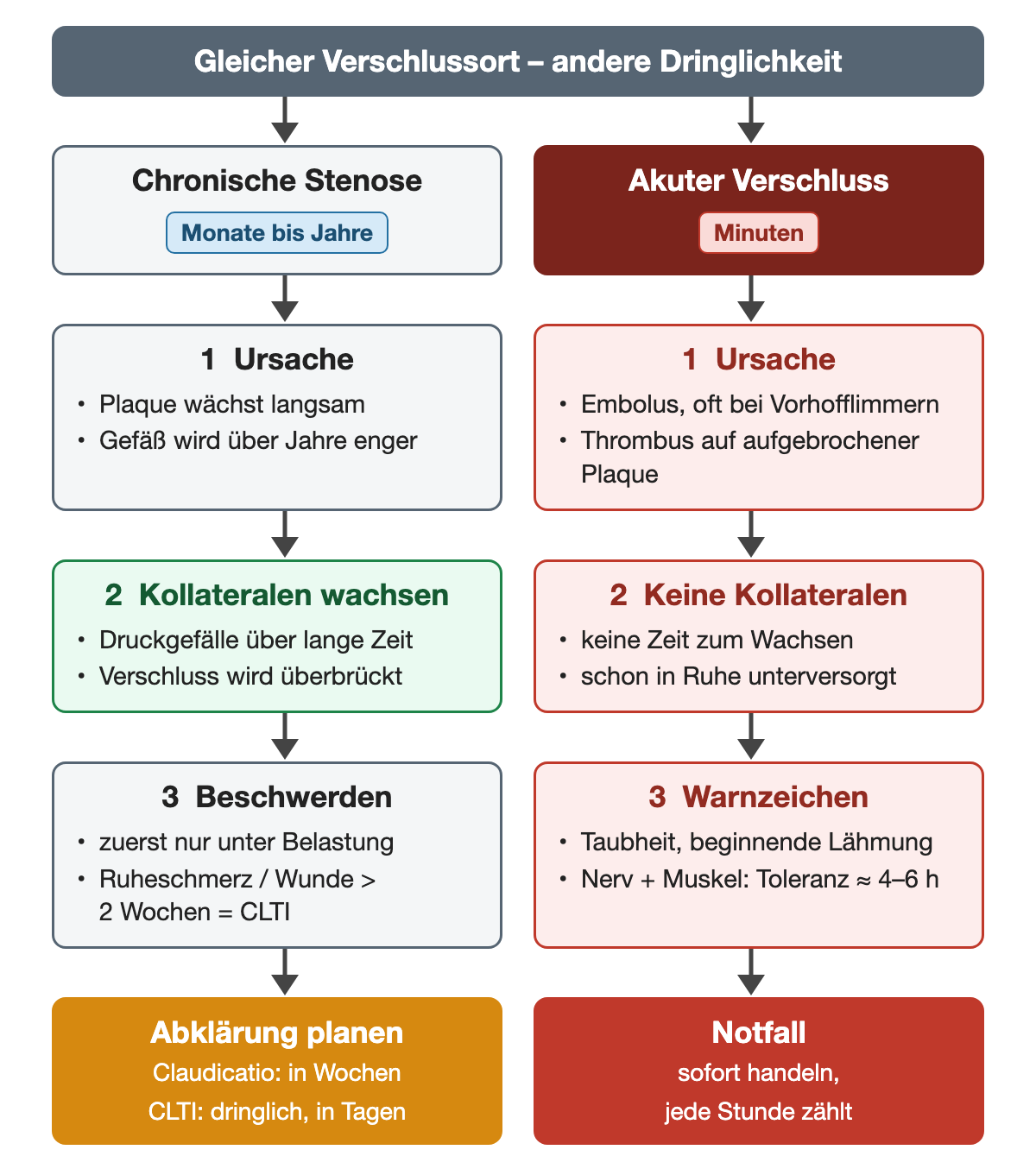 Gegenüberstellung chronische Stenose über Monate bis Jahre mit wachsenden Kollateralen, Belastungsbeschwerden und geplanter oder bei CLTI dringlicher Abklärung, und akuter Verschluss innerhalb von Minuten durch Embolus oder Thrombus ohne Kollateralen, mit Taubheit und Lähmung als Warnzeichen, Toleranz von Nerv und Muskel etwa 4–6 Stunden und Notfall.