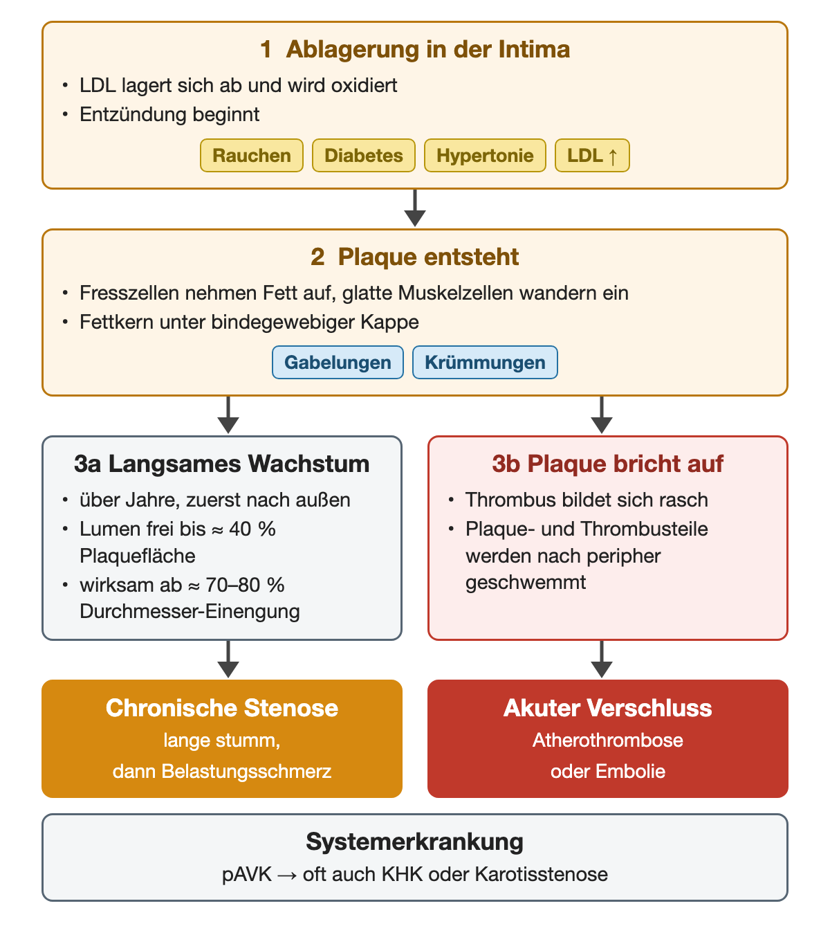 Von der LDL-Ablagerung in der Intima über die Plaque zu zwei Wegen: langsames Wachstum mit freiem Lumen bis etwa 40 % Plaquefläche und hämodynamischer Wirkung ab etwa 70–80 % Durchmesser-Einengung führt zur chronischen Stenose; ein Aufbrechen der Plaque führt rasch zu Thrombus, akutem Verschluss oder Embolie.