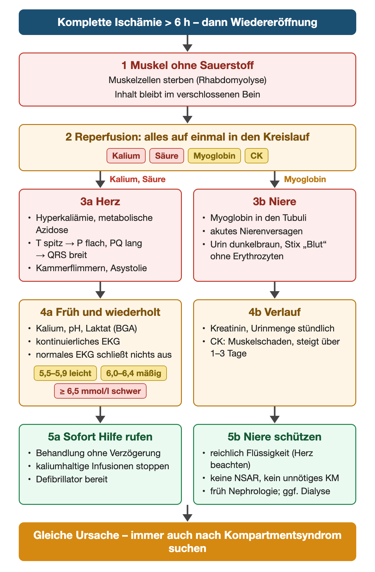 Komplette Ischämie über 6 Stunden, dann Wiedereröffnung: Schritt 1 Muskelzellen sterben, Rhabdomyolyse; Schritt 2 Kalium, Säure, Myoglobin und CK gelangen auf einmal in den Kreislauf; links Herz mit Hyperkaliämie und Azidose, EKG von spitzen T-Wellen bis breitem QRS, Kammerflimmern; Kontrolle von Kalium, pH und Laktat mit Schweregraden 5,5–5,9 leicht, 6,0–6,4 mäßig, ab 6,5 mmol/l schwer, kontinuierliches EKG; sofort Hilfe rufen; rechts Niere mit Myoglobin in den Tubuli, dunkelbraunem Urin, Kreatinin und Urinmenge stündlich, CK steigt über 1–3 Tage; Niere schützen mit Flüssigkeit, ohne NSAR und unnötiges Kontrastmittel, früh Nephrologie; immer auch nach Kompartmentsyndrom suchen
