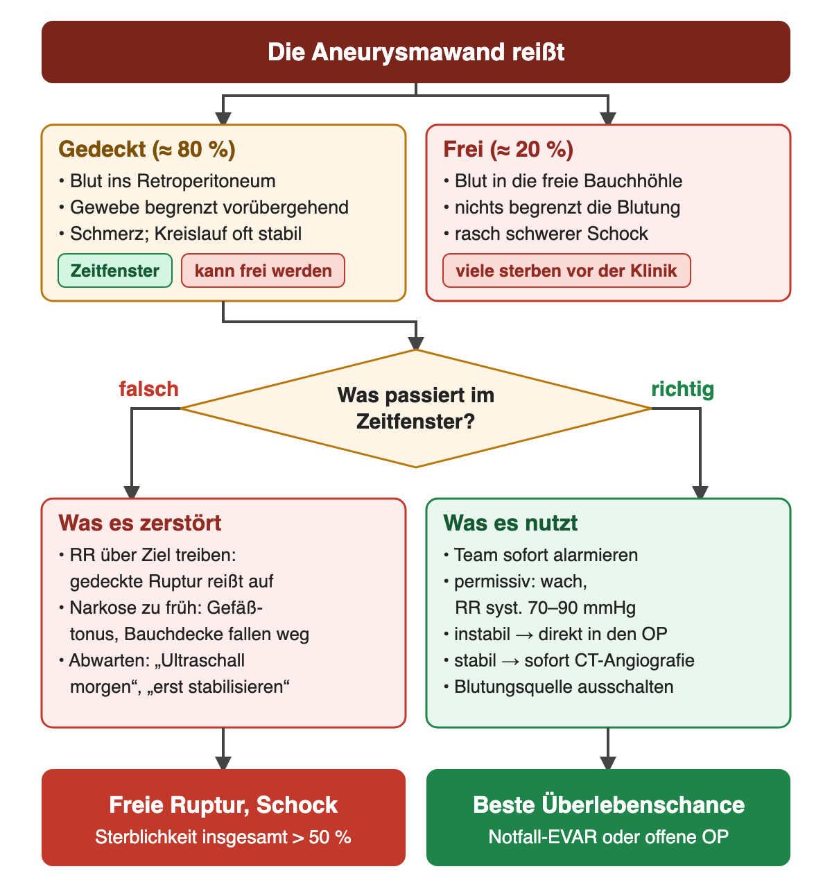 Diagramm: Die Aneurysmawand reißt, gedeckt in etwa 80 % mit Zeitfenster oder frei in etwa 20 %; Entscheidung, was im Zeitfenster passiert: falsches Vorgehen führt zur freien Ruptur und Sterblichkeit über 50 %, richtiges Vorgehen zur besten Überlebenschance
