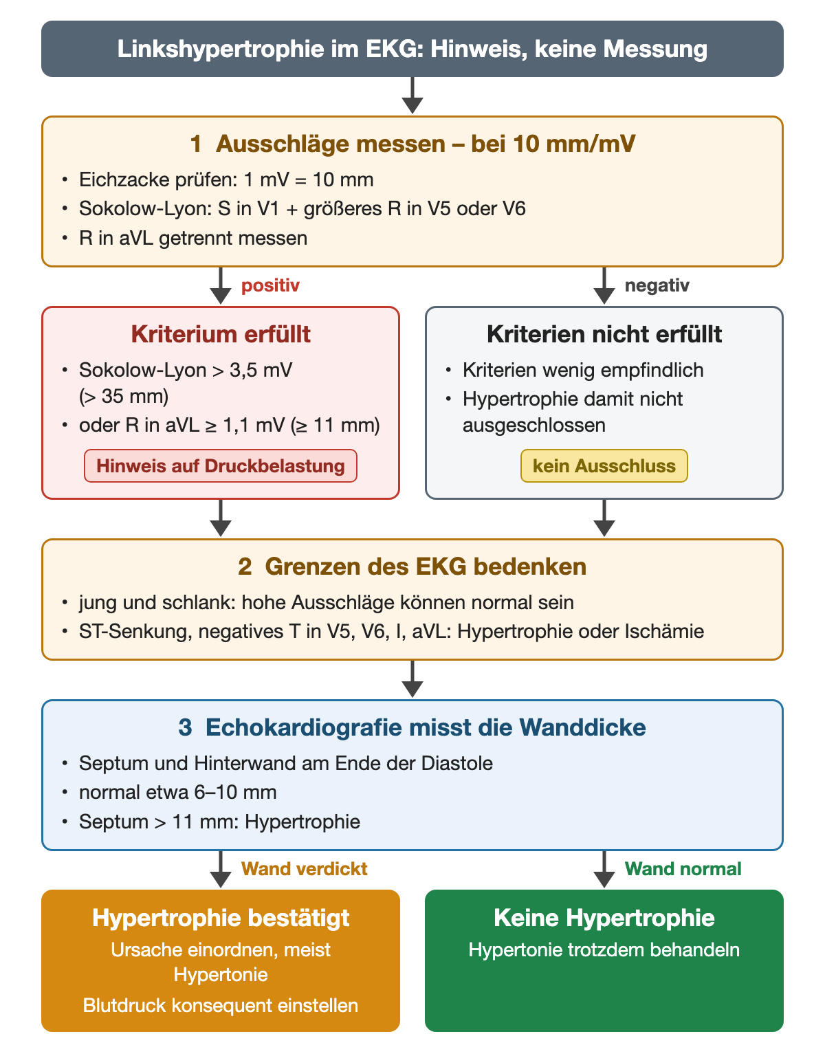 Ablauf in drei Schritten: 1 Ausschläge bei 10 mm/mV messen, Sokolow-Lyon aus S in V1 plus größerem R in V5 oder V6 und R in aVL; Verzweigung in Kriterium erfüllt (Sokolow-Lyon über 3,5 mV oder R in aVL ab 1,1 mV, Hinweis auf Druckbelastung) und Kriterien nicht erfüllt (wenig empfindlich, kein Ausschluss); 2 Grenzen des EKG; 3 Echokardiografie misst Septum und Hinterwand, normal etwa 6–10 mm, Septum über 11 mm Hypertrophie; unten zwei Ausgänge: Hypertrophie bestätigt mit konsequenter Blutdruckeinstellung oder keine Hypertrophie, Hypertonie trotzdem behandeln.