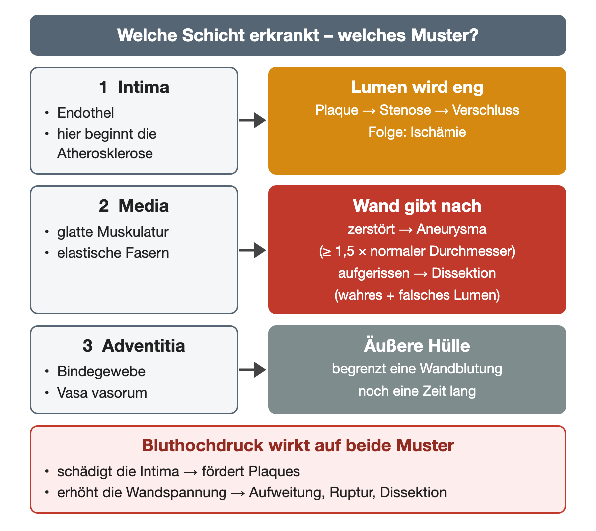 Drei Wandschichten mit ihrer typischen Erkrankung: Intima führt über Plaque zu Stenose und Verschluss, Media zu Aneurysma ab dem 1,5-fachen Durchmesser oder zu Dissektion mit wahrem und falschem Lumen, die Adventitia begrenzt eine Wandblutung noch eine Zeit lang; Bluthochdruck wirkt auf beide Muster.