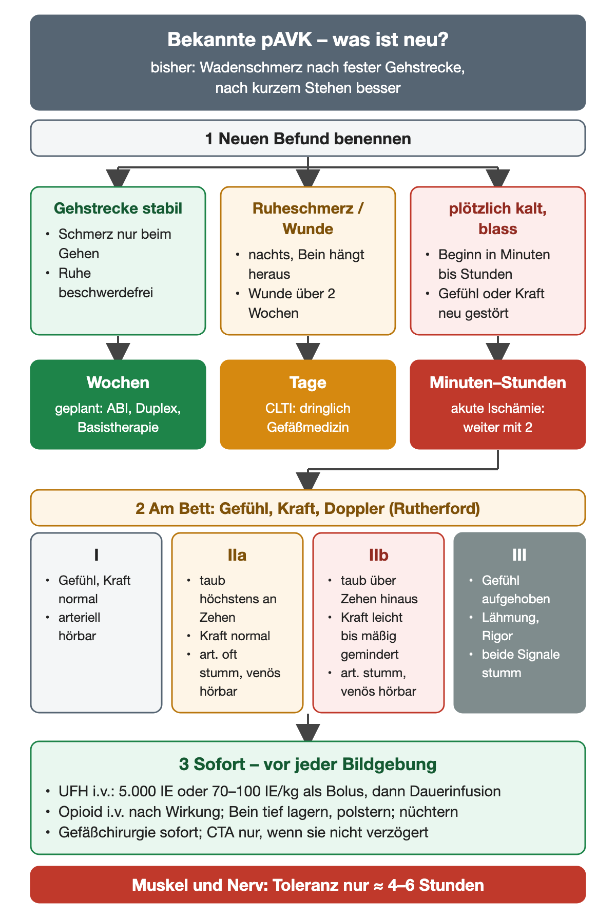Entscheidungsdiagramm bei bekannter pAVK: Schritt 1 neuen Befund benennen mit drei Ästen – Gehstrecke stabil (Wochen, geplant), Ruheschmerz oder Wunde über zwei Wochen (Tage, CLTI dringlich), plötzlich kalt und blass mit neuer Gefühls- oder Kraftstörung (Minuten bis Stunden); Schritt 2 am Bett Gefühl, Kraft und Doppler mit den Rutherford-Kategorien I, IIa, IIb und III; Schritt 3 sofort UFH-Bolus 5.000 IE oder 70–100 IE/kg, Opioid i.v., Tieflagerung, Gefäßchirurgie; unten die Toleranz von Muskel und Nerv von etwa 4–6 Stunden