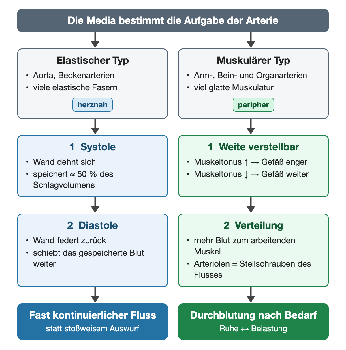 Zwei Wege von der Media zur Funktion: Elastische Arterien wie Aorta und Beckenarterien dehnen sich in der Systole, speichern etwa 50 % des Schlagvolumens und geben es in der Diastole weiter; muskuläre Arterien verstellen ihre Weite und verteilen das Blut über die Arteriolen nach Bedarf.