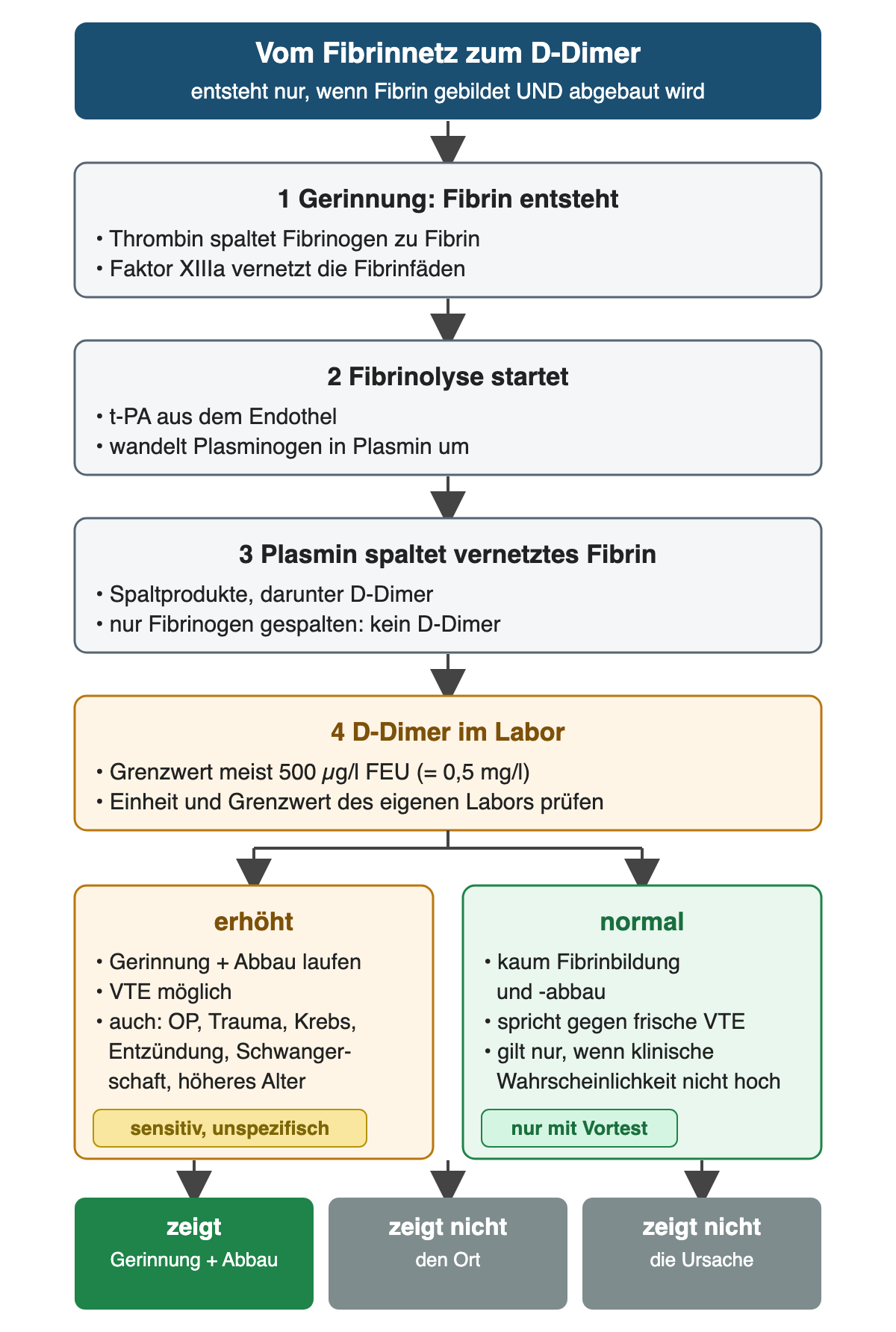 Flussdiagramm in vier Schritten: 1 Thrombin bildet Fibrin, Faktor XIIIa vernetzt es; 2 t-PA aus dem Endothel wandelt Plasminogen in Plasmin um; 3 Plasmin spaltet vernetztes Fibrin, dabei entsteht D-Dimer, aus Fibrinogen allein nicht; 4 Labor mit Grenzwert meist 500 µg/l FEU. Darunter zwei Spalten: erhöht – Gerinnung und Abbau laufen, VTE möglich, aber auch nach OP, Trauma, bei Krebs, Entzündung, Schwangerschaft und im Alter; normal – spricht gegen frische VTE, nur bei nicht hoher klinischer Wahrscheinlichkeit. Ergebniszeile: zeigt Gerinnung und Abbau, zeigt nicht den Ort und nicht die Ursache.