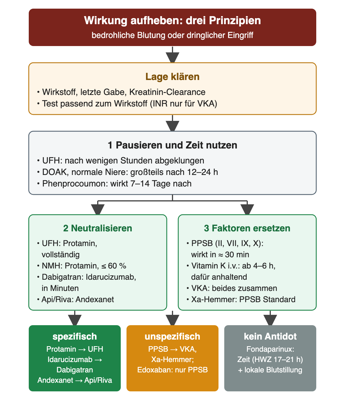Flussdiagramm „Wirkung aufheben“: Lage klären – Wirkstoff, letzte Gabe, Kreatinin-Clearance, passender Test. 1 Pausieren und Zeit nutzen – UFH nach wenigen Stunden abgeklungen, DOAK bei normaler Niere großteils nach 12–24 h, Phenprocoumon wirkt 7–14 Tage nach. Dann zwei Spalten: 2 Neutralisieren – UFH mit Protamin vollständig, NMH mit Protamin höchstens etwa 60 %, Dabigatran mit Idarucizumab in Minuten, Apixaban und Rivaroxaban mit Andexanet; 3 Faktoren ersetzen – PPSB mit II, VII, IX, X wirkt in etwa 30 min, Vitamin K i.v. ab 4–6 h und anhaltend, beim VKA beides zusammen, bei Xa-Hemmern PPSB als Standard. Ergebniszeile: spezifisch Protamin, Idarucizumab, Andexanet; unspezifisch PPSB, bei Edoxaban nur PPSB; kein Antidot für Fondaparinux – Zeit bei 17–21 h Halbwertszeit und lokale Blutstillung.