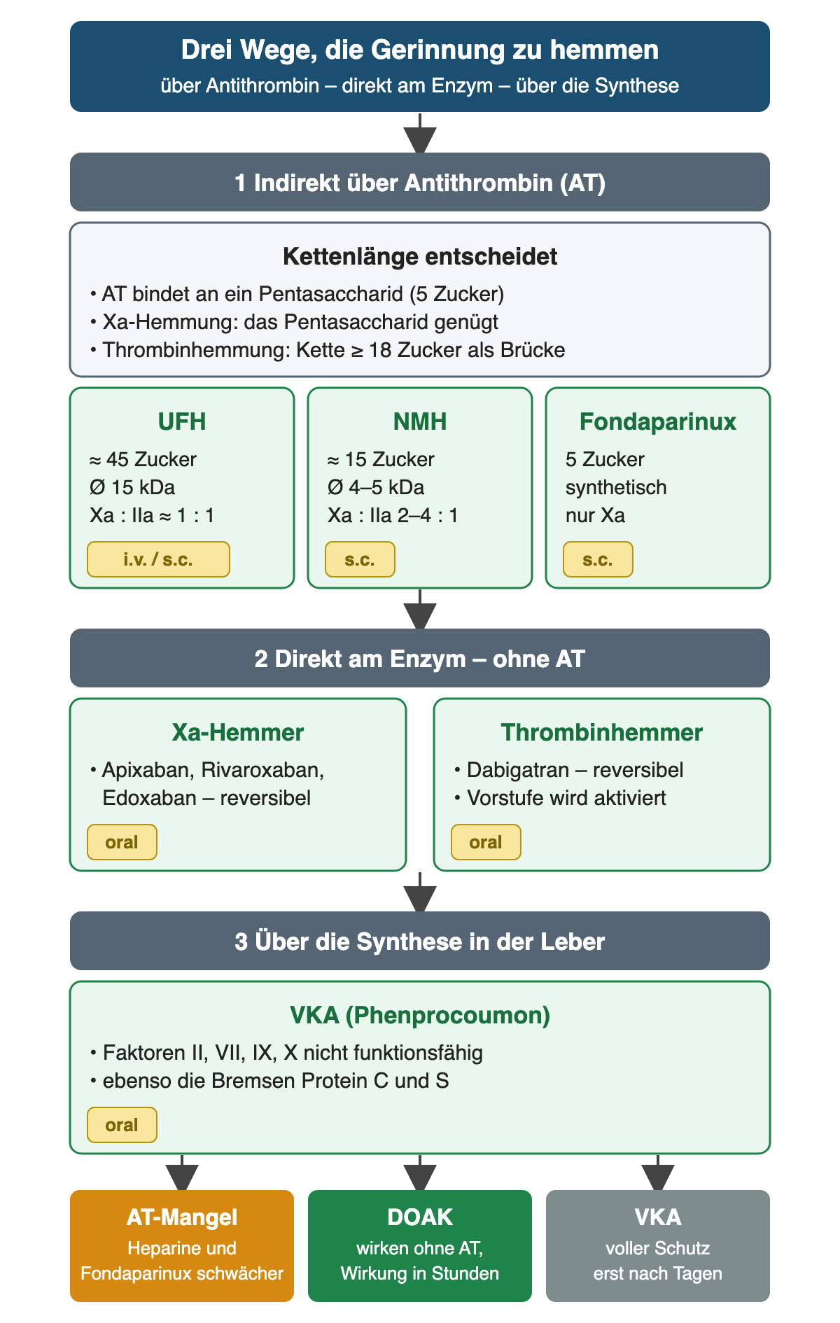 Diagramm in drei Abschnitten. 1 Indirekt über Antithrombin: AT bindet an ein Pentasaccharid; für die Xa-Hemmung genügt es, für die Thrombinhemmung braucht die Kette mindestens 18 Zucker. Drei Spalten: UFH etwa 45 Zucker, mittleres Molekulargewicht 15 kDa, Xa zu IIa etwa 1 zu 1, i.v. oder s.c.; NMH etwa 15 Zucker, 4–5 kDa, Xa zu IIa 2–4 zu 1, s.c.; Fondaparinux 5 Zucker, synthetisch, nur Xa, s.c. 2 Direkt am Enzym ohne AT: Xa-Hemmer Apixaban, Rivaroxaban, Edoxaban und Thrombinhemmer Dabigatran, beide oral. 3 Über die Synthese: VKA Phenprocoumon, Faktoren II, VII, IX, X sowie Protein C und S nicht funktionsfähig, oral. Ergebniszeile: AT-Mangel schwächt Heparine und Fondaparinux; DOAK wirken ohne AT in Stunden; VKA schützen erst nach Tagen.