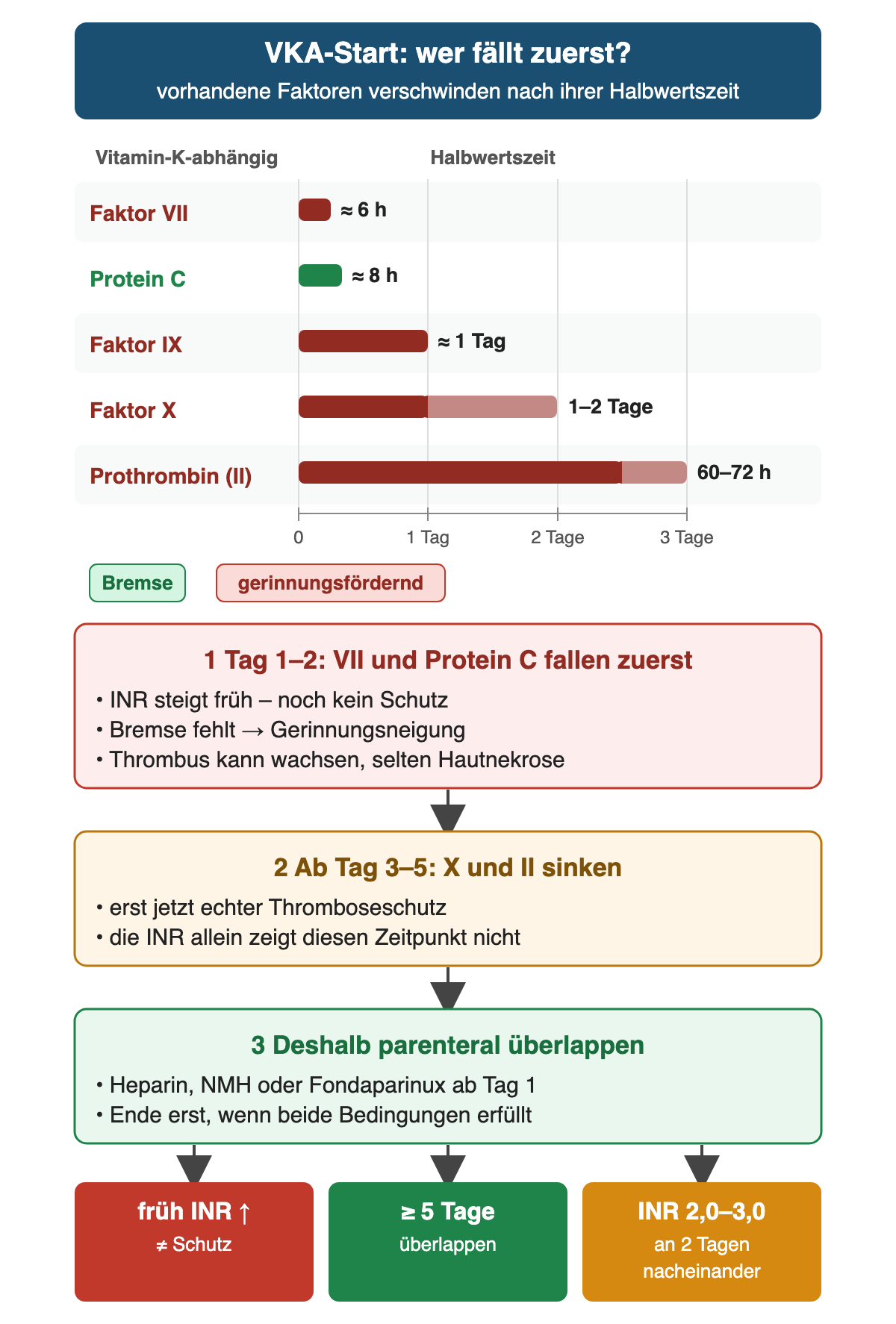 Oben Balken der Halbwertszeiten auf einer Achse von 0 bis 3 Tagen: Faktor VII etwa 6 h, Protein C etwa 8 h (Bremse, grün), Faktor IX etwa 1 Tag, Faktor X 1–2 Tage, Prothrombin 60–72 h. Darunter drei Schritte: 1 Tag 1–2 fallen VII und Protein C zuerst – INR steigt früh ohne Schutz, Gerinnungsneigung, Thrombuswachstum, selten Hautnekrose; 2 ab Tag 3–5 sinken X und II – erst jetzt echter Schutz; 3 deshalb parenteral überlappen. Ergebniszeile: früher INR-Anstieg ist kein Schutz; mindestens 5 Tage überlappen; INR 2,0–3,0 an 2 Tagen nacheinander.