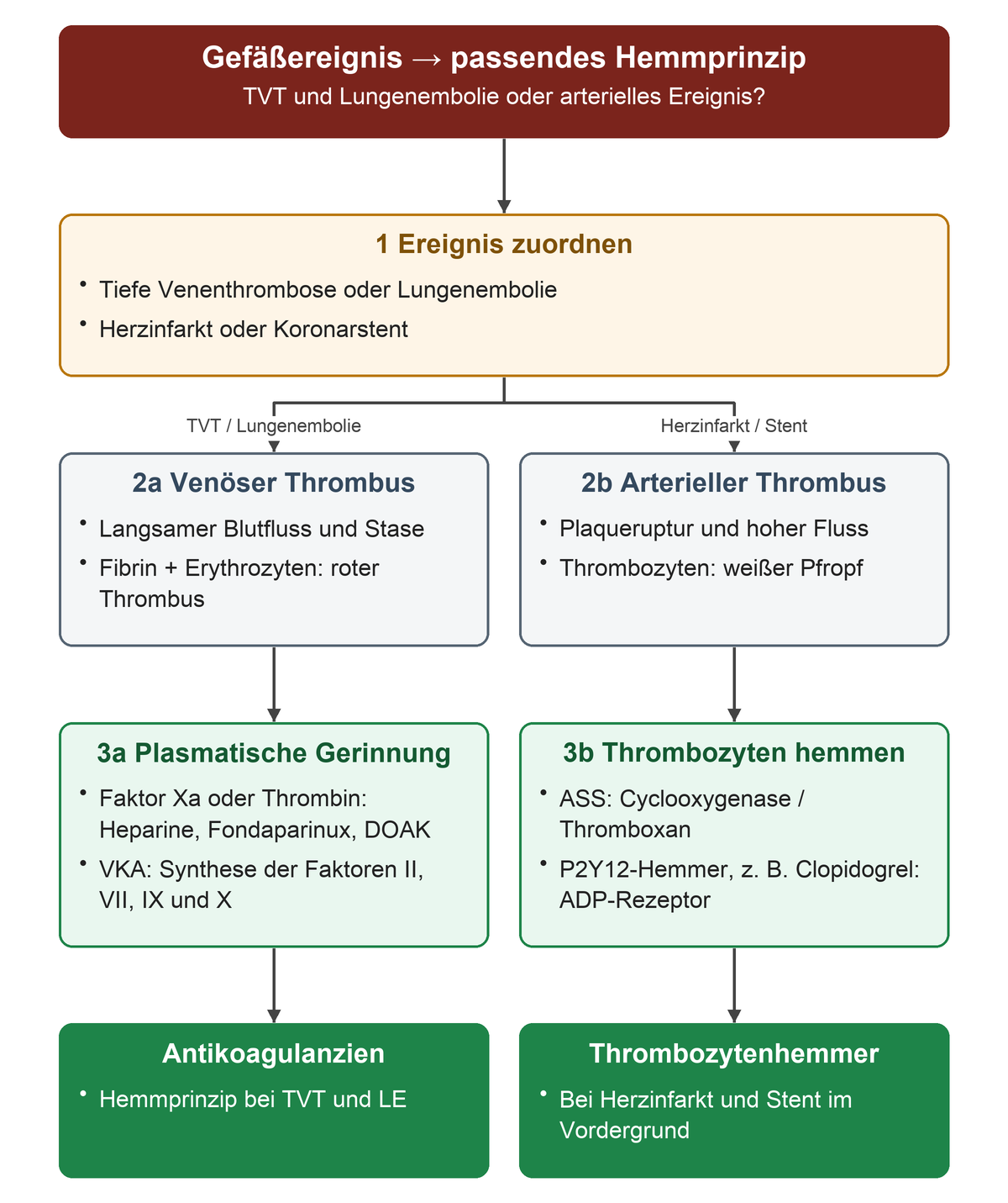 Ein gesichertes Gefäßereignis verzweigt in TVT oder Lungenembolie mit Stase und fibrinreichem Thrombus sowie Herzinfarkt oder Stent mit plättchenreichem Thrombus. Daraus folgen die Ziele Faktor Xa beziehungsweise Thrombin oder die Thrombozytenaktivierung und die zugehörigen Wirkstoffgruppen.