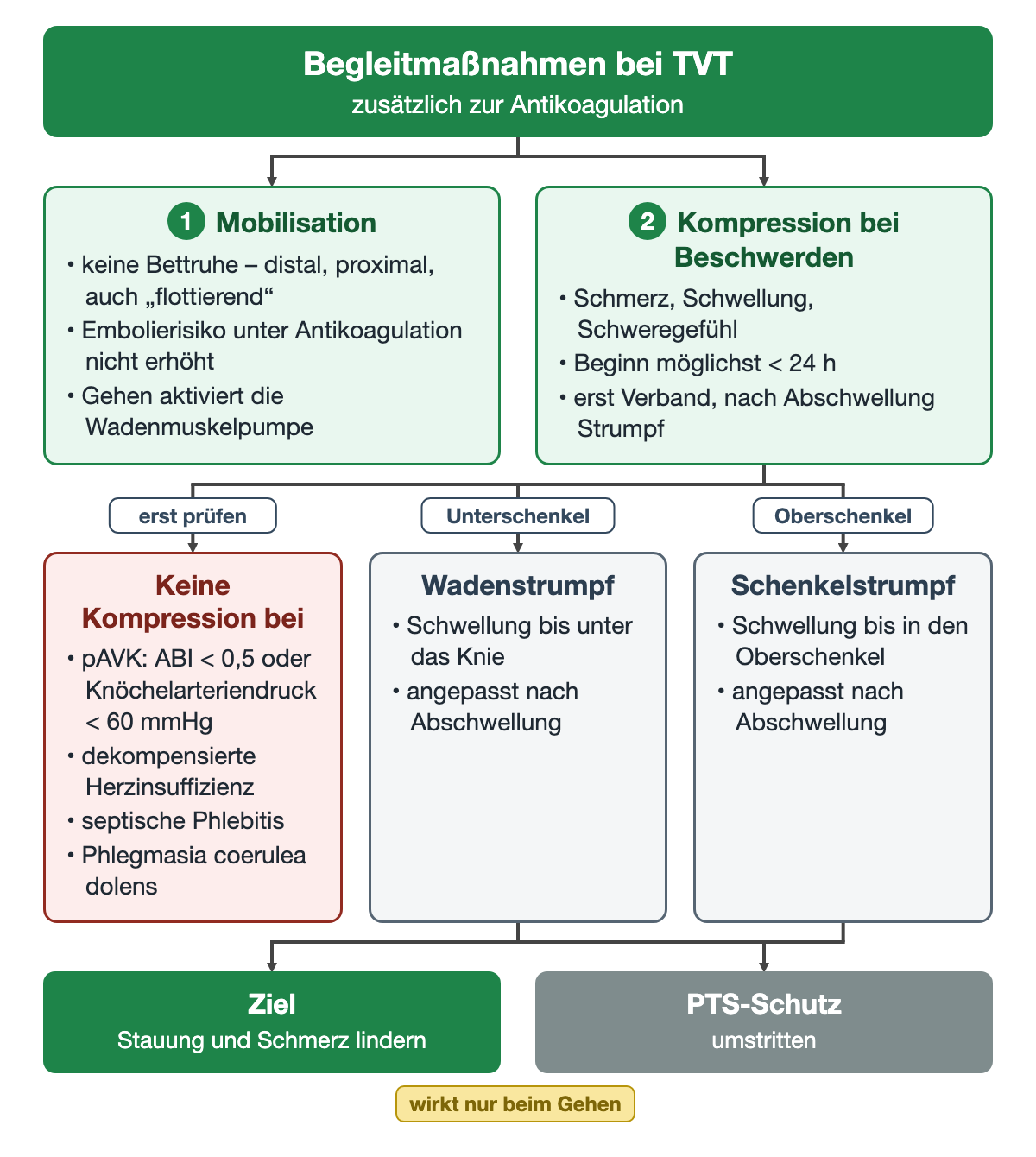 Mobilisation und Kompression als Begleitmaßnahmen; die Kompression verzweigt in die Prüfung der Gegenanzeigen (pAVK mit ABI unter 0,5 oder Knöchelarteriendruck unter 60 mmHg, dekompensierte Herzinsuffizienz, septische Phlebitis, Phlegmasia coerulea dolens) sowie in Waden- oder Schenkelstrumpf; unten Ziel und umstrittener PTS-Schutz
