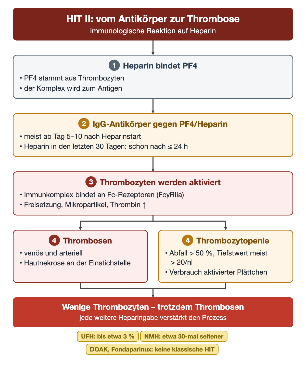 Mechanismus in vier Schritten: Heparin bindet Plättchenfaktor 4, IgG-Antikörper meist ab Tag 5–10, Aktivierung der Thrombozyten über Fc-Rezeptoren mit Thrombinbildung, daraus gleichzeitig Thrombosen und Thrombozytopenie; darunter die Häufigkeit unter UFH und NMH