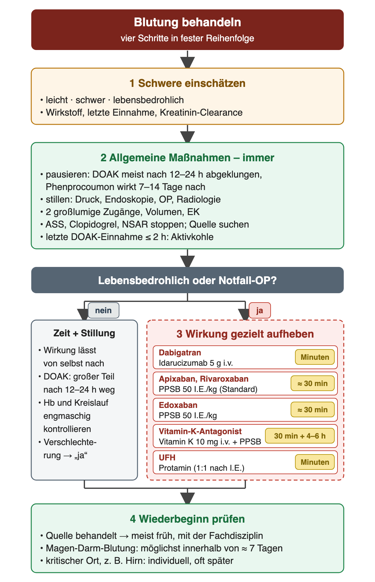 Flussdiagramm in vier Schritten: 1 Schwere einschätzen mit Wirkstoff, letzter Einnahme und Kreatinin-Clearance; 2 allgemeine Maßnahmen immer: pausieren (DOAK meist nach 12–24 Stunden abgeklungen, Phenprocoumon wirkt 7–14 Tage nach), Blutung stillen, zwei großlumige Zugänge, Volumen, Erythrozytenkonzentrate, ASS, Clopidogrel und NSAR stoppen, Aktivkohle bei DOAK-Einnahme vor höchstens 2 Stunden. Dann die Frage lebensbedrohlich oder Notfall-OP: nein führt zu Zeit und Blutstillung mit engmaschiger Kontrolle; ja führt zum gestrichelten Schritt 3 Wirkung gezielt aufheben: Dabigatran mit Idarucizumab 5 g (wirkt in Minuten), Apixaban und Rivaroxaban sowie Edoxaban mit PPSB 50 I.E./kg (etwa 30 Minuten), Vitamin-K-Antagonist mit Vitamin K 10 mg i.v. plus PPSB (30 Minuten und 4–6 Stunden), UFH mit Protamin im Verhältnis 1 zu 1 nach I.E. (Minuten). 4 Wiederbeginn prüfen: behandelte Quelle meist früh, Magen-Darm-Blutung möglichst innerhalb von etwa 7 Tagen, kritischer Ort individuell und oft später.