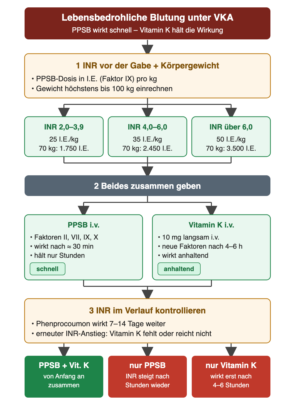 Flussdiagramm: 1 INR vor der Gabe und Körpergewicht bis höchstens 100 kg; drei Kästen: INR 2,0–3,9 ergibt 25 I.E./kg, bei 70 kg 1.750 I.E.; INR 4,0–6,0 ergibt 35 I.E./kg, bei 70 kg 2.450 I.E.; INR über 6,0 ergibt 50 I.E./kg, bei 70 kg 3.500 I.E. 2 Beides zusammen geben: PPSB i.v. mit Faktoren II, VII, IX und X, wirkt nach etwa 30 Minuten, hält nur Stunden; Vitamin K 10 mg langsam i.v., neue Faktoren nach 4–6 Stunden, wirkt anhaltend. 3 INR im Verlauf kontrollieren, weil Phenprocoumon 7–14 Tage weiterwirkt. Ergebniszeile: PPSB plus Vitamin K von Anfang an zusammen richtig; nur PPSB lässt die INR nach Stunden wieder steigen; nur Vitamin K wirkt erst nach 4–6 Stunden.