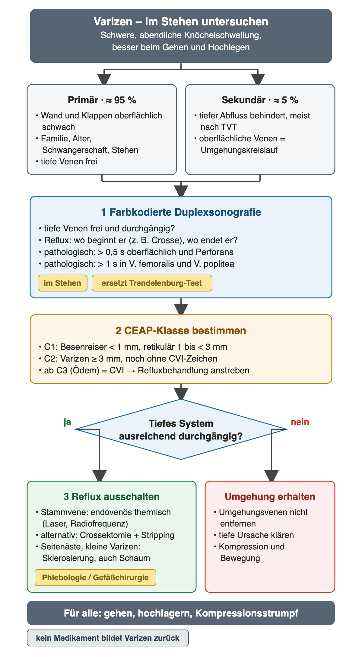 Flussdiagramm Varikose: oben Varizen im Stehen mit Schwere und abendlicher Knöchelschwellung, darunter zwei Kästen primär etwa 95 Prozent (Wand und Klappen schwach, Familie, Alter, Schwangerschaft, Stehen, tiefe Venen frei) und sekundär etwa 5 Prozent (tiefer Abfluss behindert, meist nach TVT, Umgehungskreislauf). Beide führen zu 1 farbkodierte Duplexsonografie im Stehen: tiefe Venen frei, Beginn und Ende des Refluxes, pathologisch über 0,5 Sekunden oberflächlich und Perforans, über 1 Sekunde in V. femoralis und poplitea. Dann 2 CEAP-Klasse: C1 Besenreiser unter 1 mm und retikulär 1 bis unter 3 mm, C2 Varizen ab 3 mm, ab C3 Ödem gleich CVI mit Refluxbehandlung. Raute: tiefes System ausreichend durchgängig? Ja führt zu 3 Reflux ausschalten (Stammvene endovenös thermisch mit Laser oder Radiofrequenz, alternativ Crossektomie und Stripping, Seitenäste und kleine Varizen Sklerosierung); nein führt zu Umgehung erhalten (Umgehungsvenen nicht entfernen, tiefe Ursache klären, Kompression und Bewegung). Unten für alle: gehen, hochlagern, Kompressionsstrumpf; kein Medikament bildet Varizen zurück.