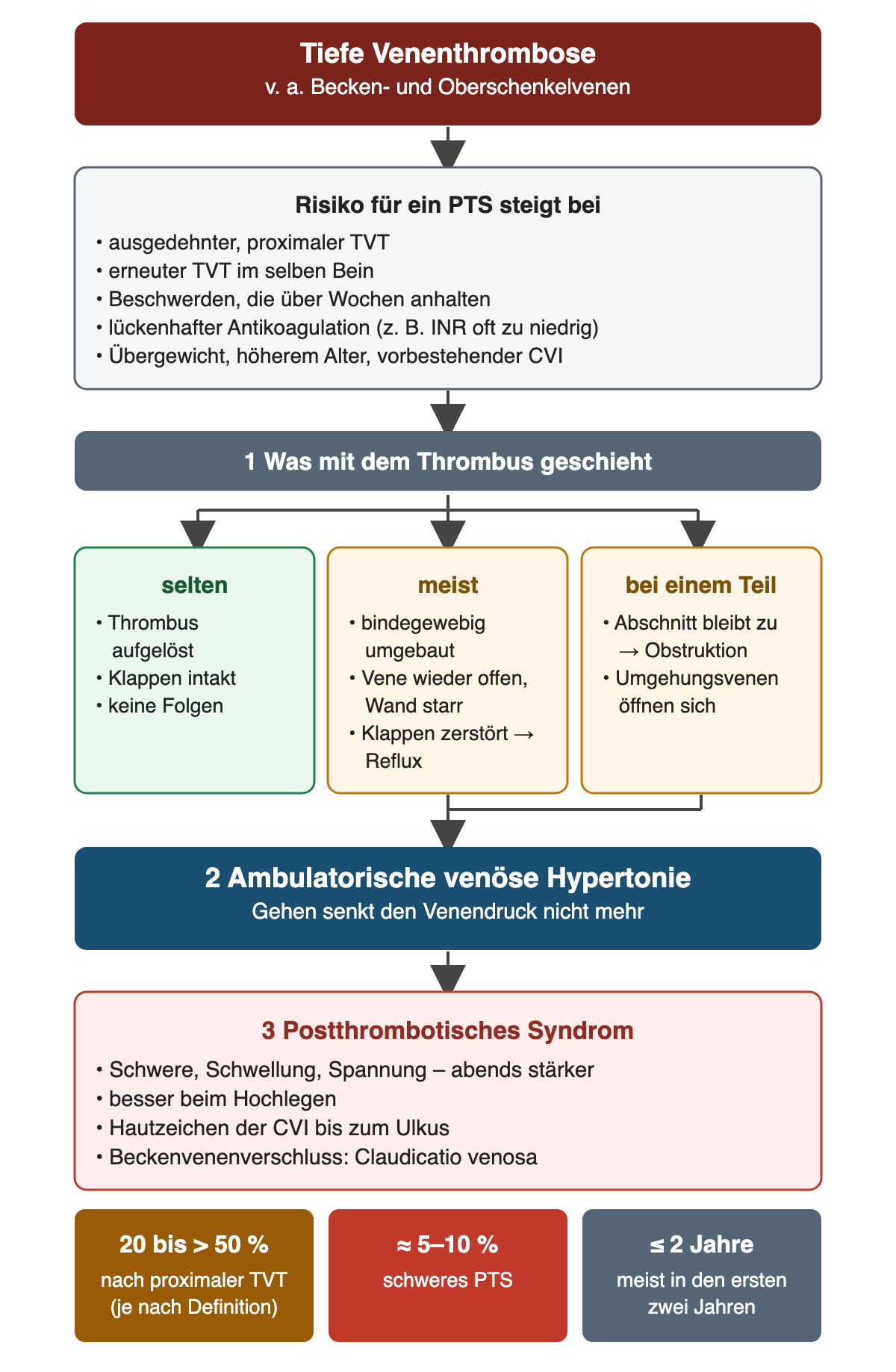 Flussdiagramm Entstehung des PTS: oben rot tiefe Venenthrombose, vor allem Becken- und Oberschenkelvenen. Grauer Kasten: Risiko steigt bei ausgedehnter proximaler TVT, erneuter TVT im selben Bein, über Wochen anhaltenden Beschwerden, lückenhafter Antikoagulation und Übergewicht, höherem Alter oder vorbestehender CVI. Schritt 1, was mit dem Thrombus geschieht, mit drei Ästen: selten aufgelöst mit intakten Klappen ohne Folgen; meist bindegewebig umgebaut, Vene wieder offen, Wand starr, Klappen zerstört, Reflux; bei einem Teil bleibt ein Abschnitt verschlossen, Obstruktion, Umgehungsvenen öffnen sich. Die beiden letzten führen zu Schritt 2 ambulatorische venöse Hypertonie und Schritt 3 postthrombotisches Syndrom mit Schwere, Schwellung, Besserung beim Hochlegen, Hautzeichen bis zum Ulkus und Claudicatio venosa bei Beckenvenenverschluss. Unten drei Zahlenfelder: 20 bis über 50 Prozent nach proximaler TVT, etwa 5 bis 10 Prozent schweres PTS, meist in den ersten zwei Jahren.